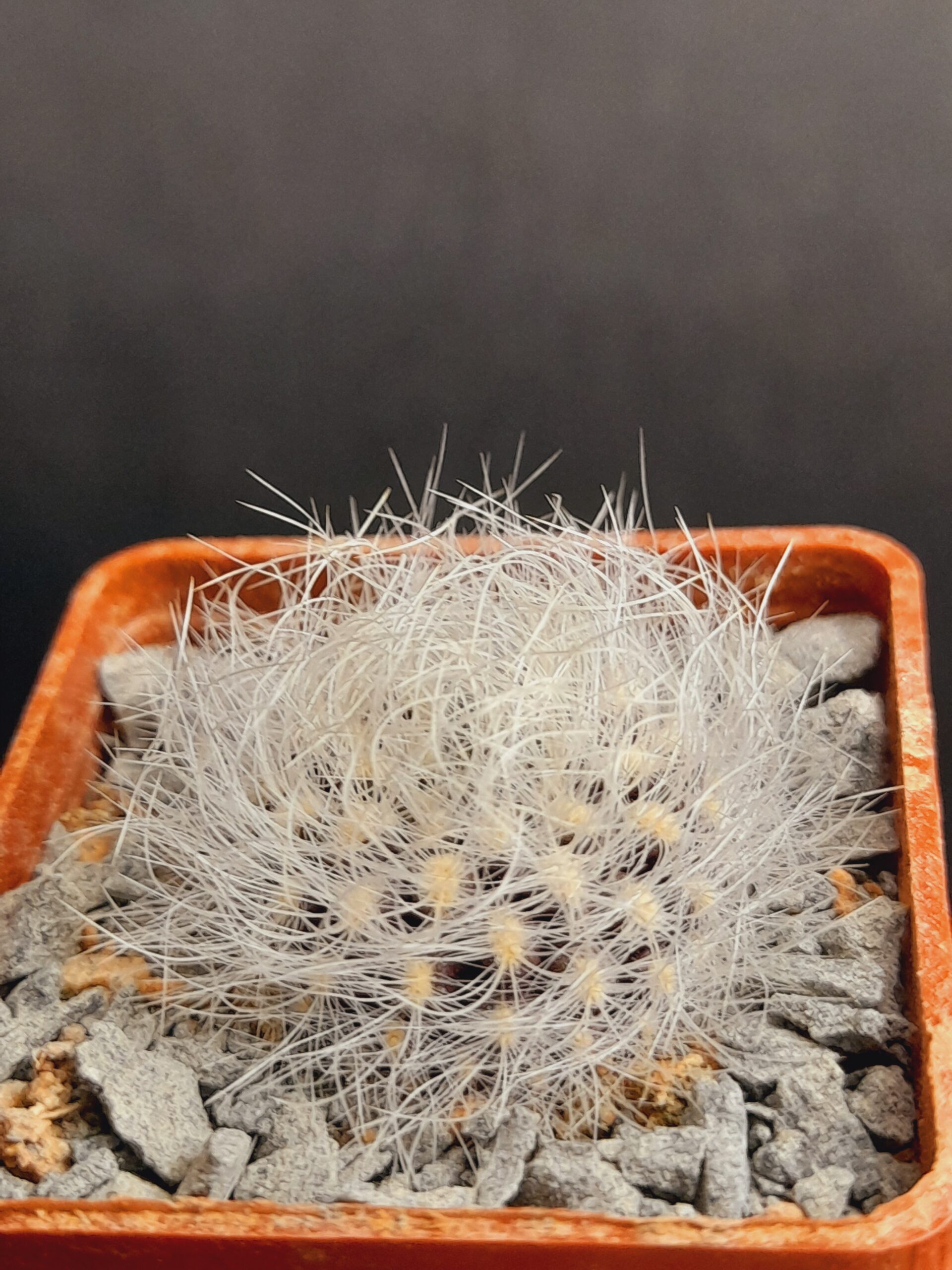 Neoporteria senilis var. multicolor - Image 5