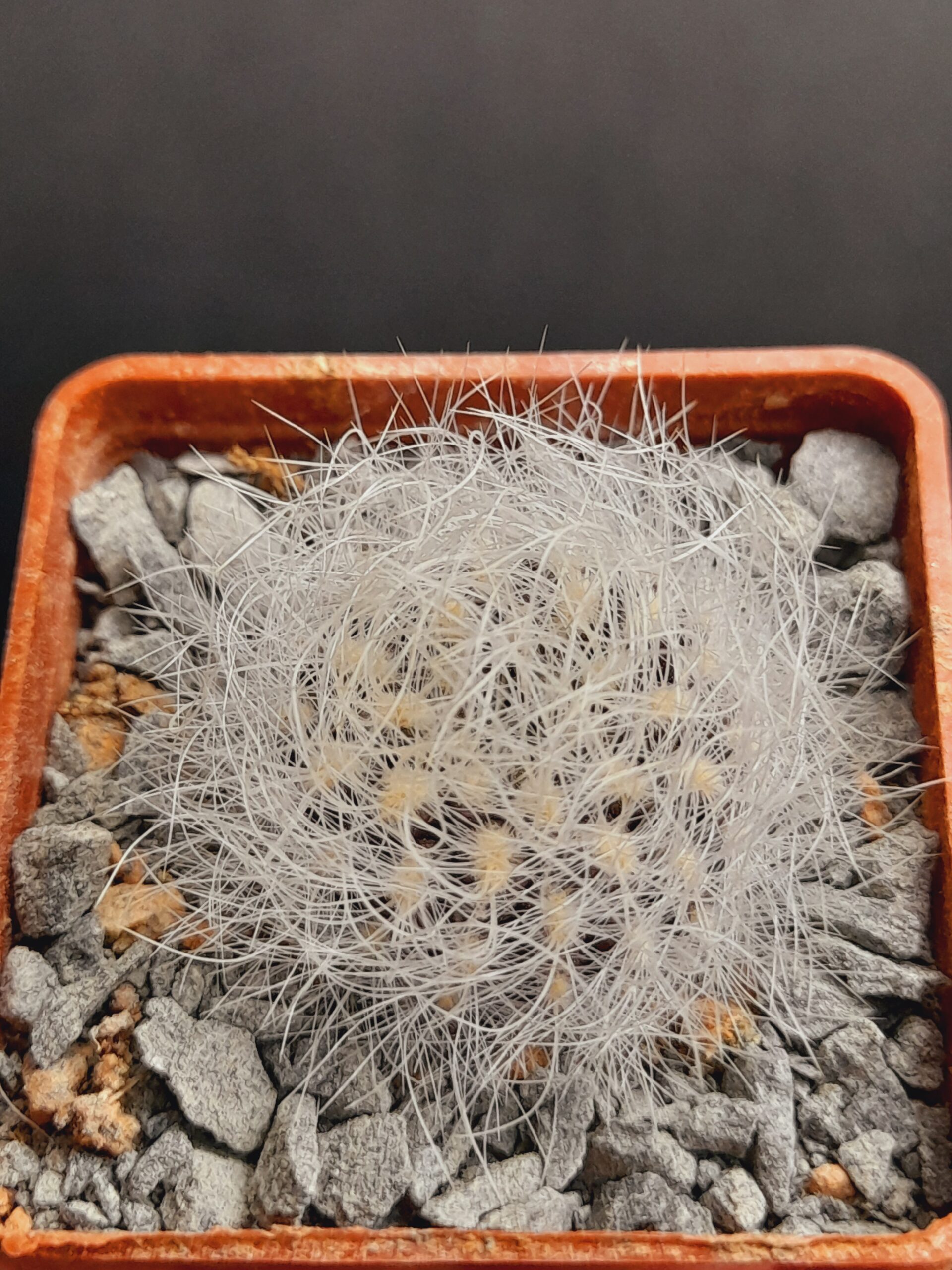 Neoporteria senilis var. multicolor - Image 6
