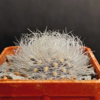 Neoporteria senilis var. multicolor