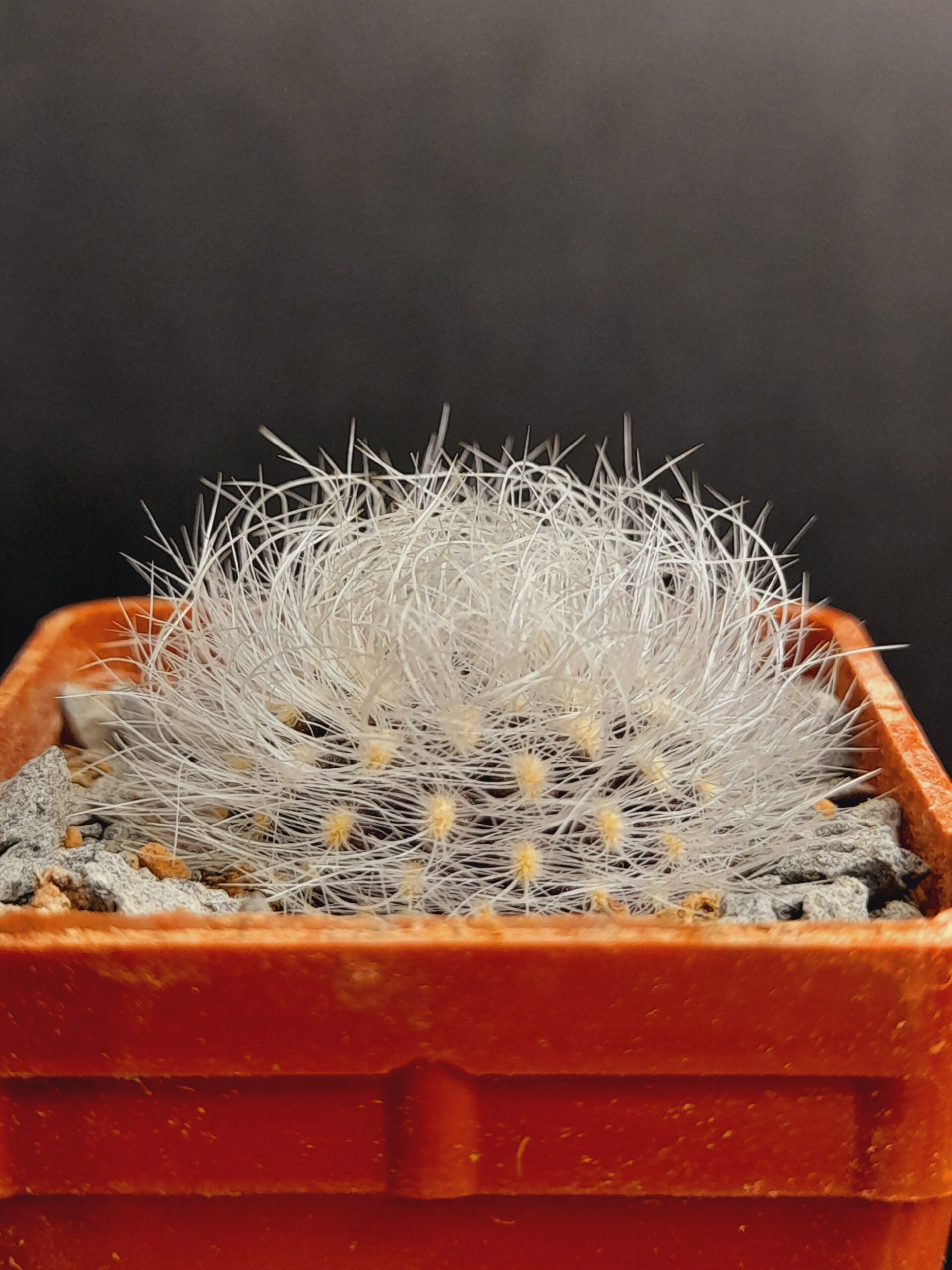 Neoporteria senilis var. multicolor