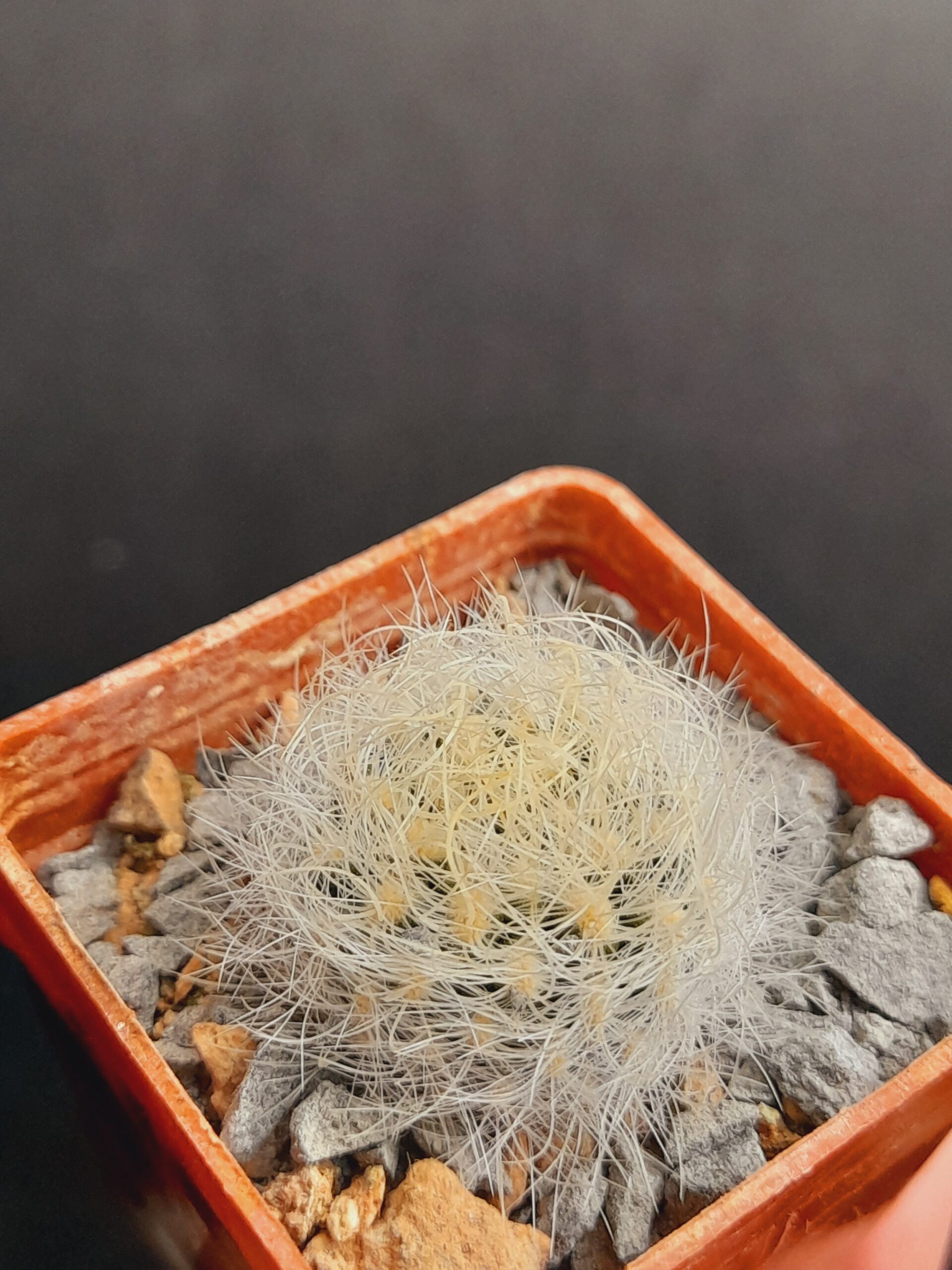 Neoporteria senilis var. multicolor - Image 8