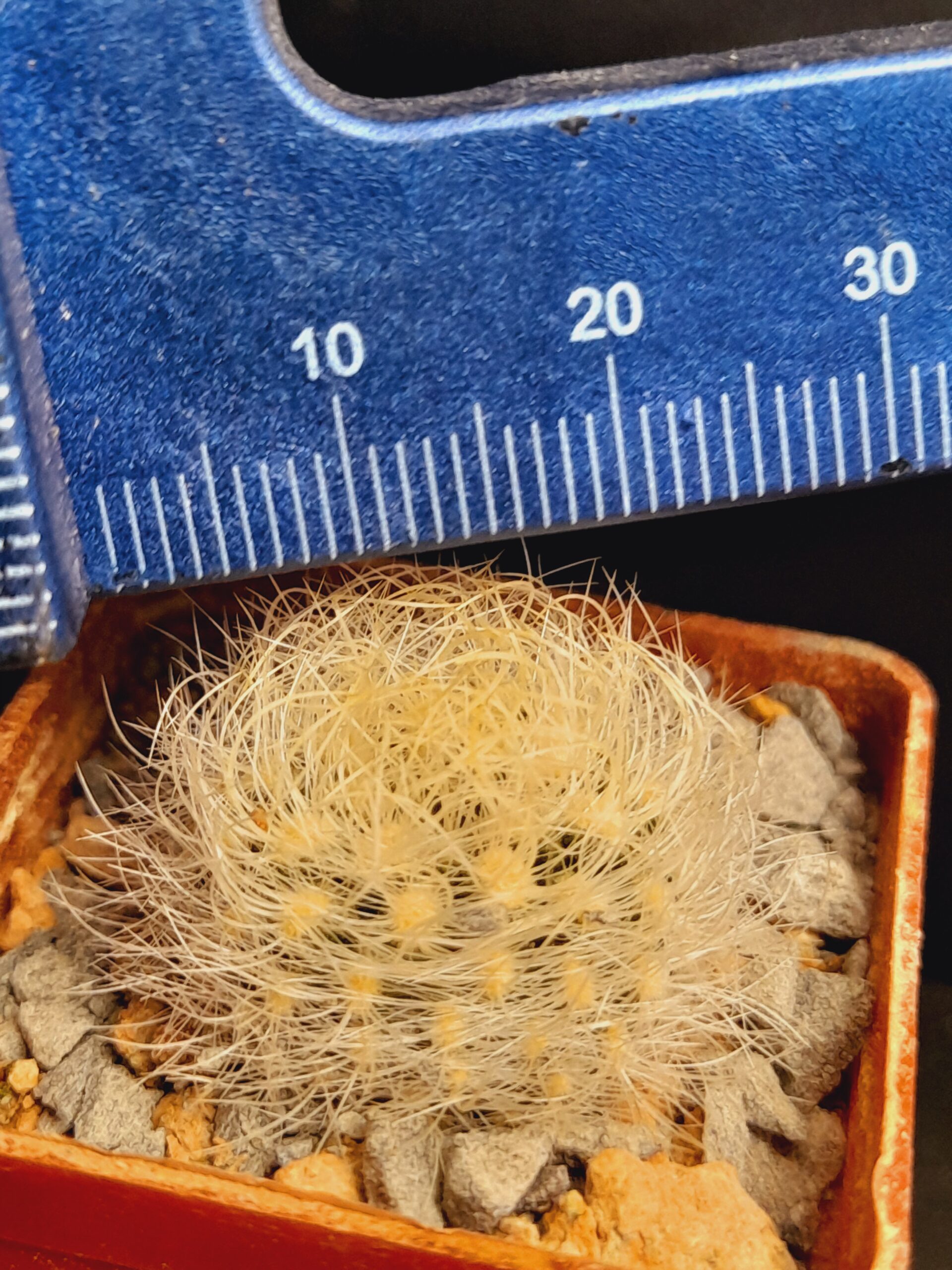 Neoporteria senilis var. multicolor - Image 9