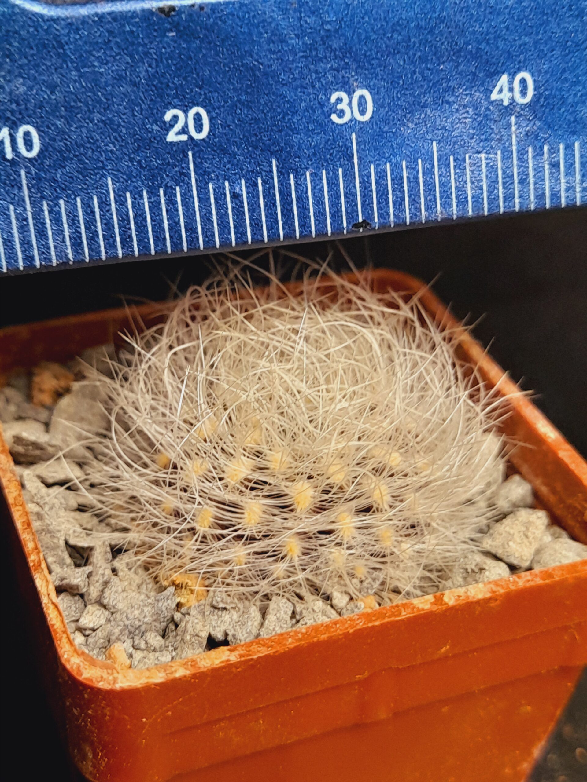 Neoporteria senilis var. multicolor - Image 10