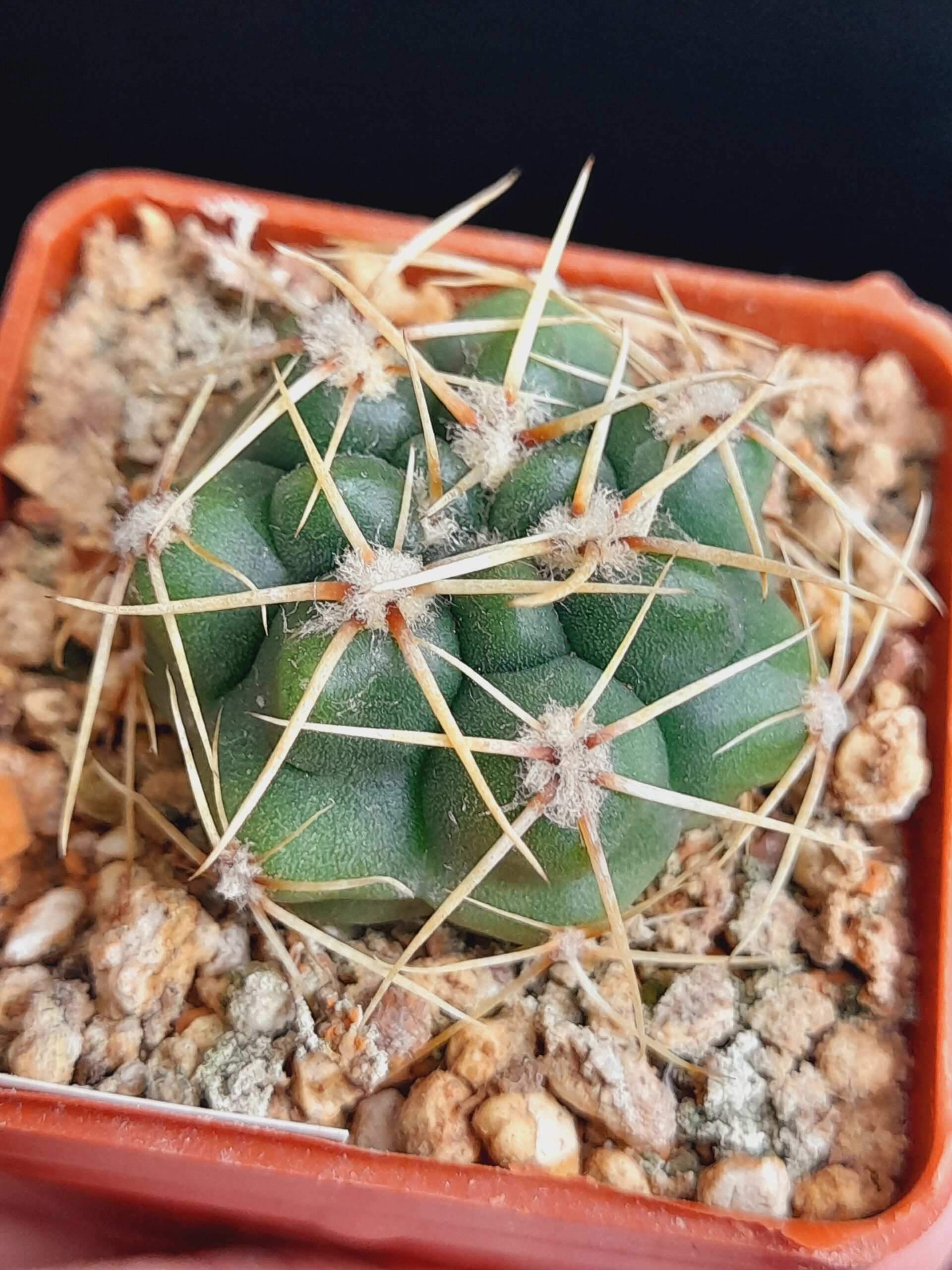 Gymnocalycium denudatum - Image 2