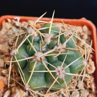 Gymnocalycium denudatum