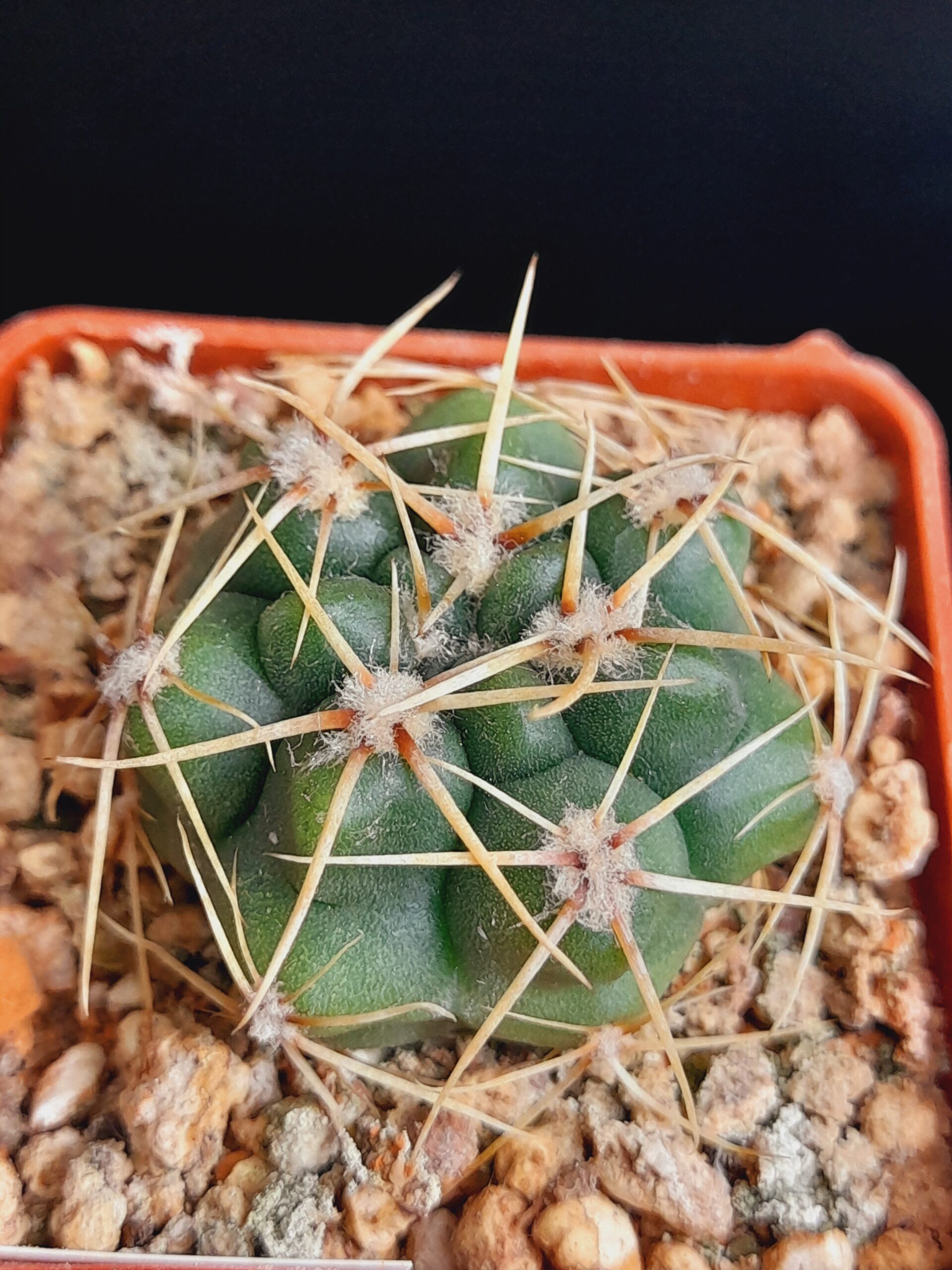 Gymnocalycium denudatum