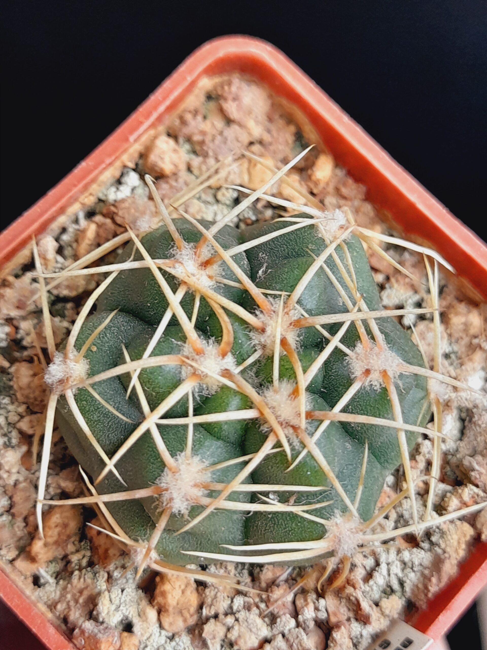 Gymnocalycium denudatum - Image 4