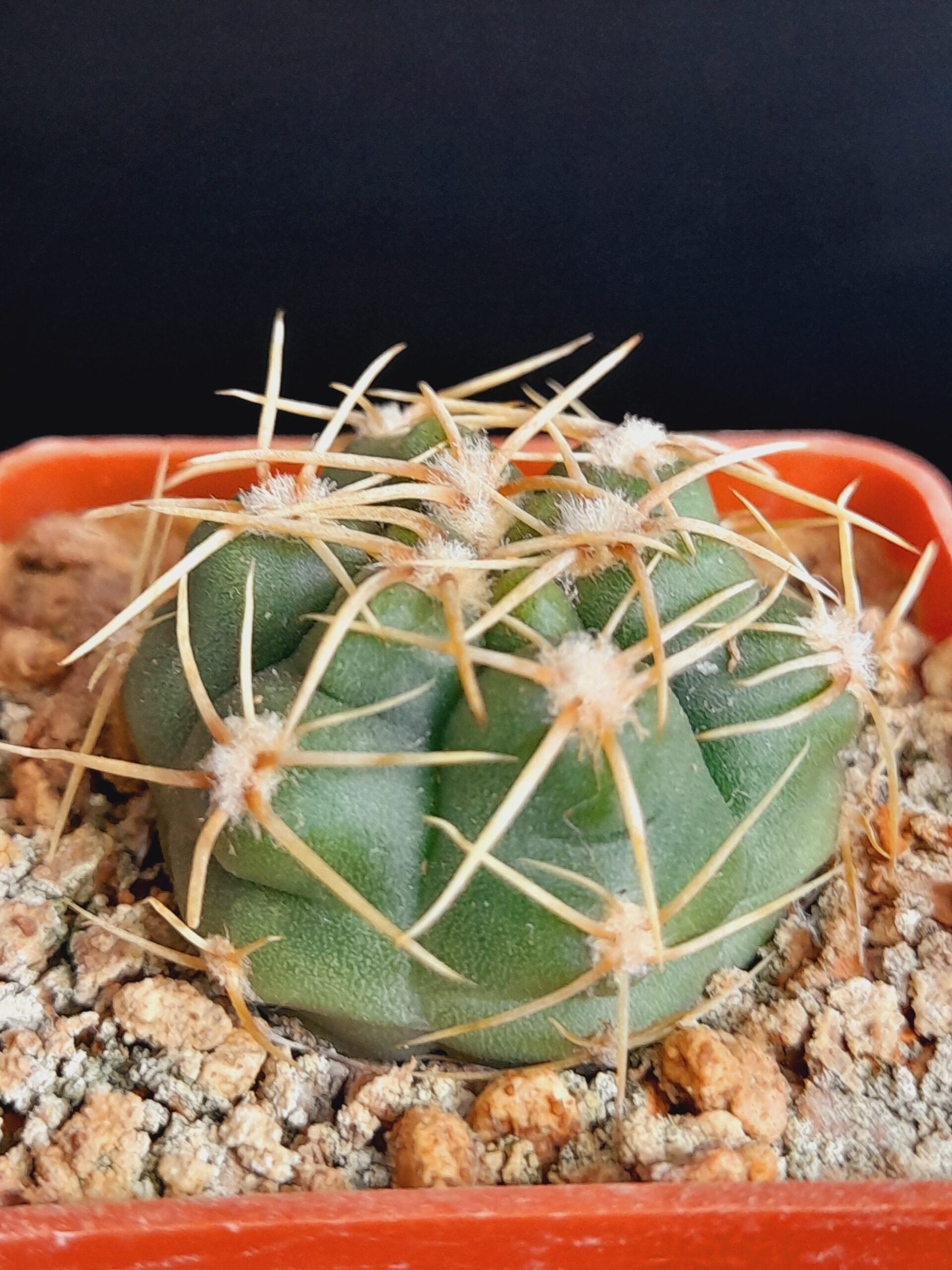 Gymnocalycium denudatum - Image 5