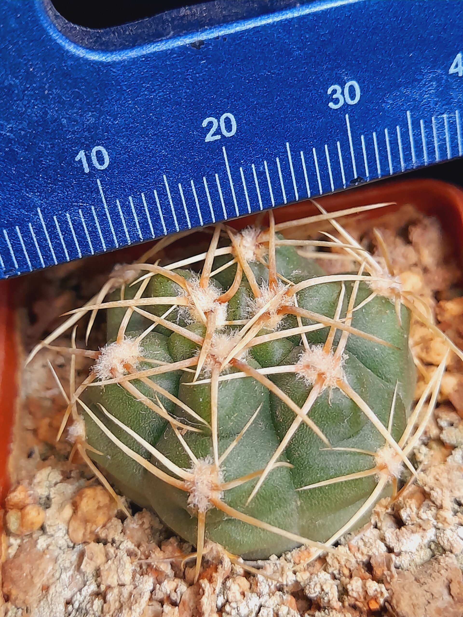 Gymnocalycium denudatum - Image 6