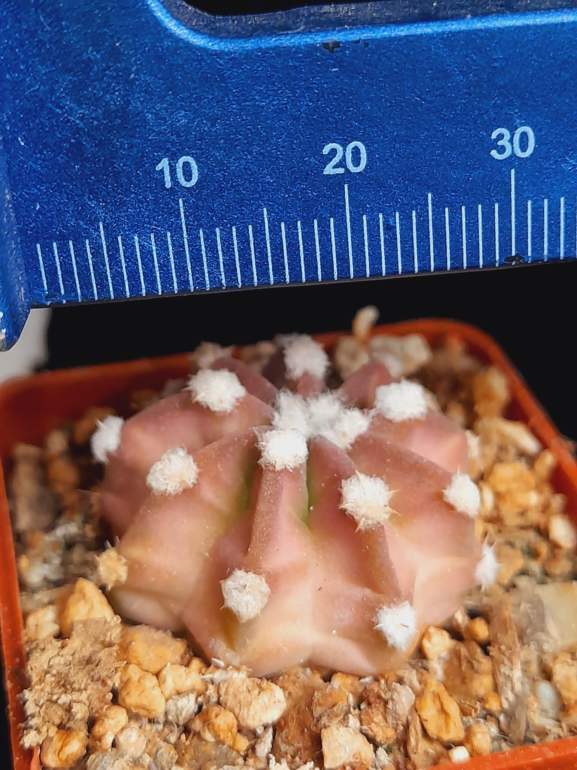 Echinopsis subdenudata f. Fuzzy Navel - pinkish - Image 2