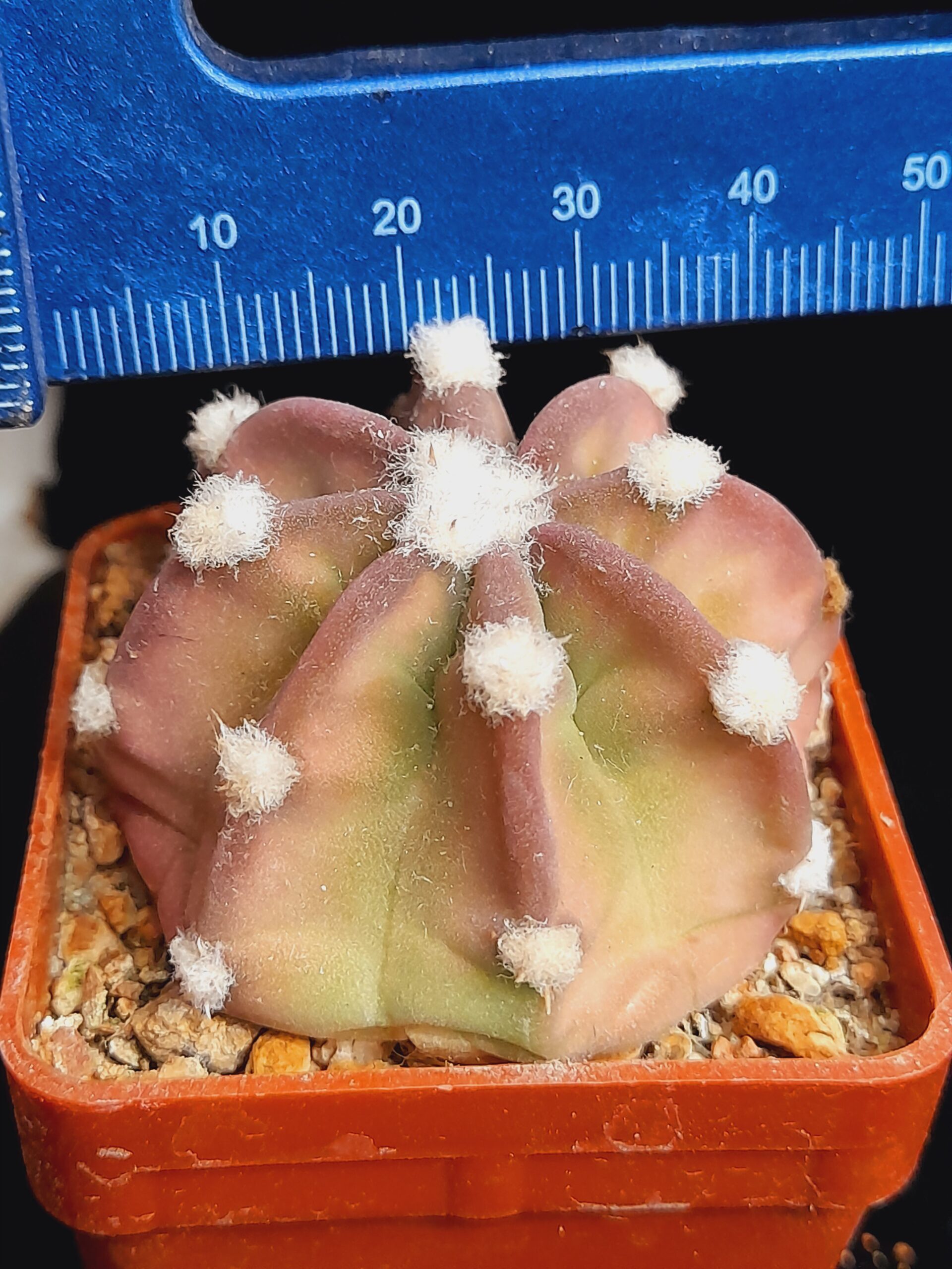 Echinopsis subdenudata f. Fuzzy Navel - pinkish - Image 3