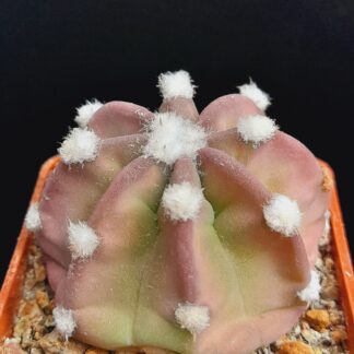 Echinopsis subdenudata f. Fuzzy Navel - pinkish