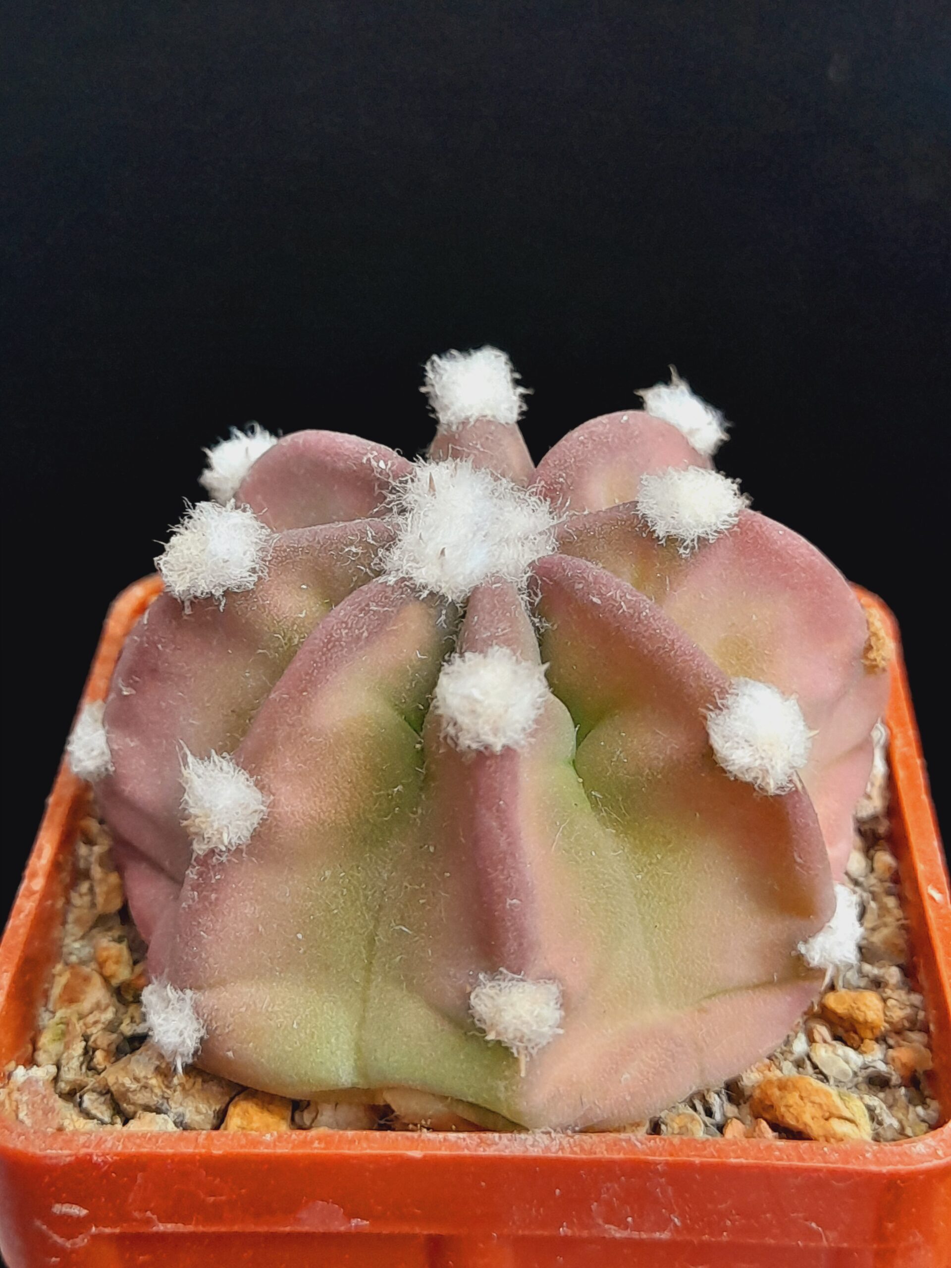 Echinopsis subdenudata f. Fuzzy Navel - pinkish