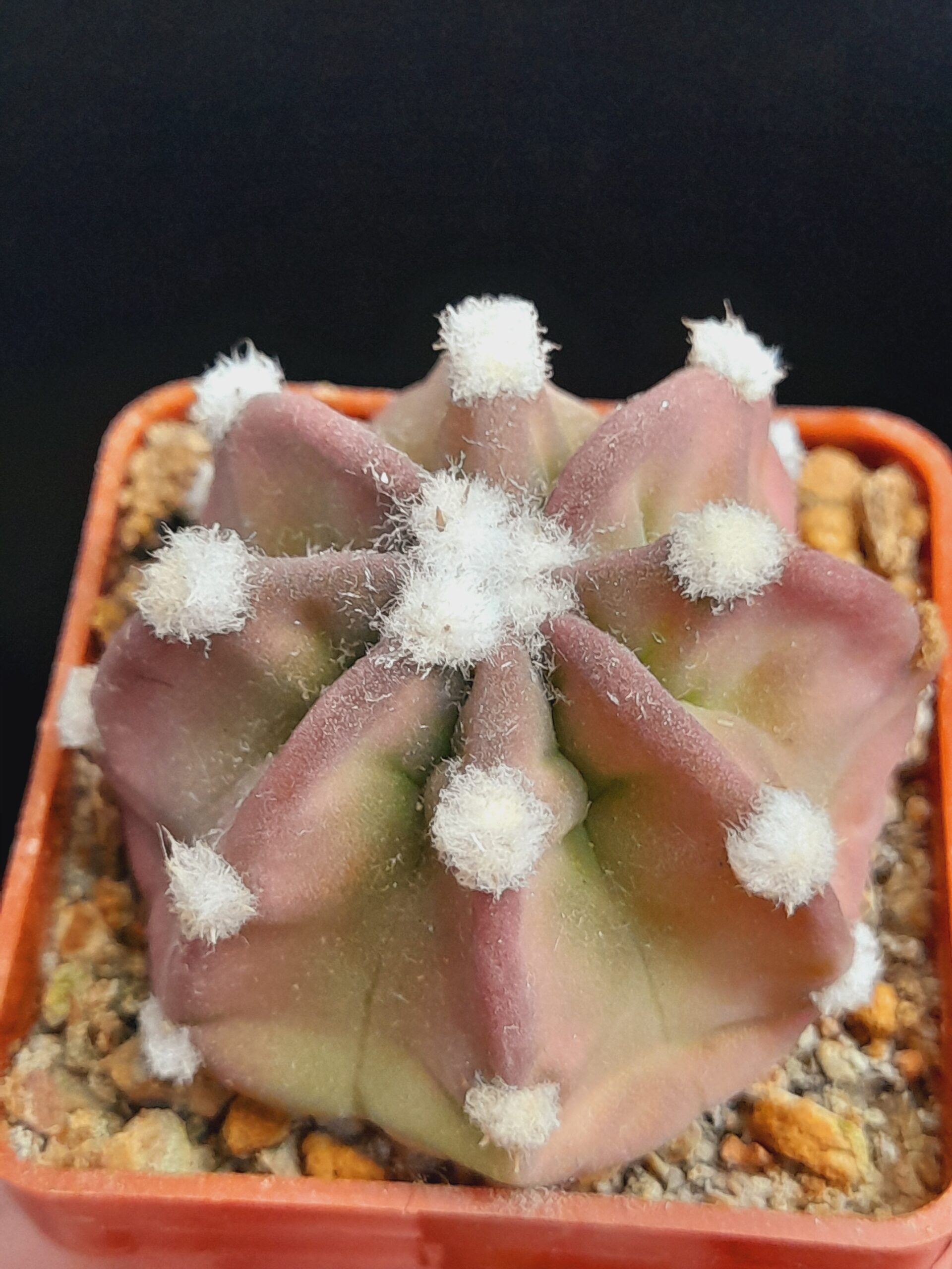Echinopsis subdenudata f. Fuzzy Navel - pinkish - Image 5