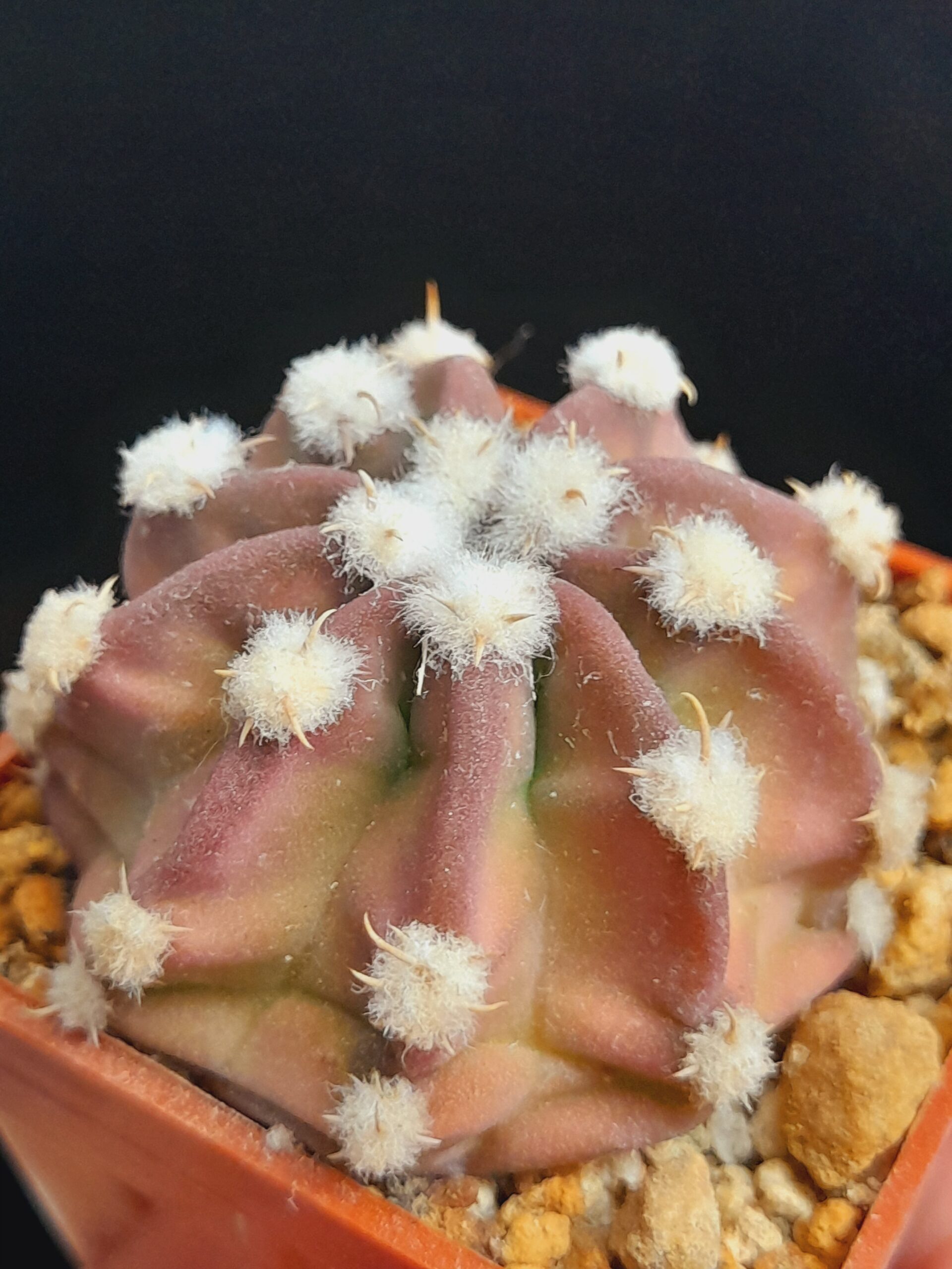 Echinopsis subdenudata f. Fuzzy Navel - pinkish - Image 6