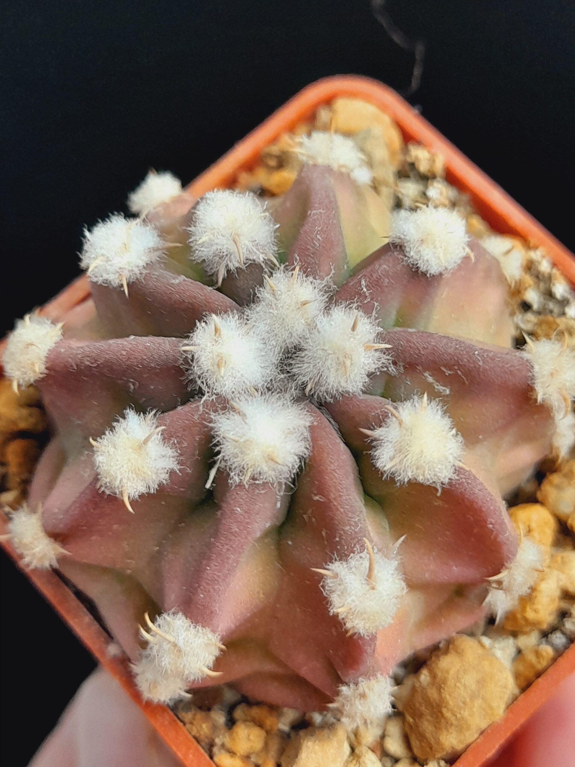 Echinopsis subdenudata f. Fuzzy Navel - pinkish - Image 7