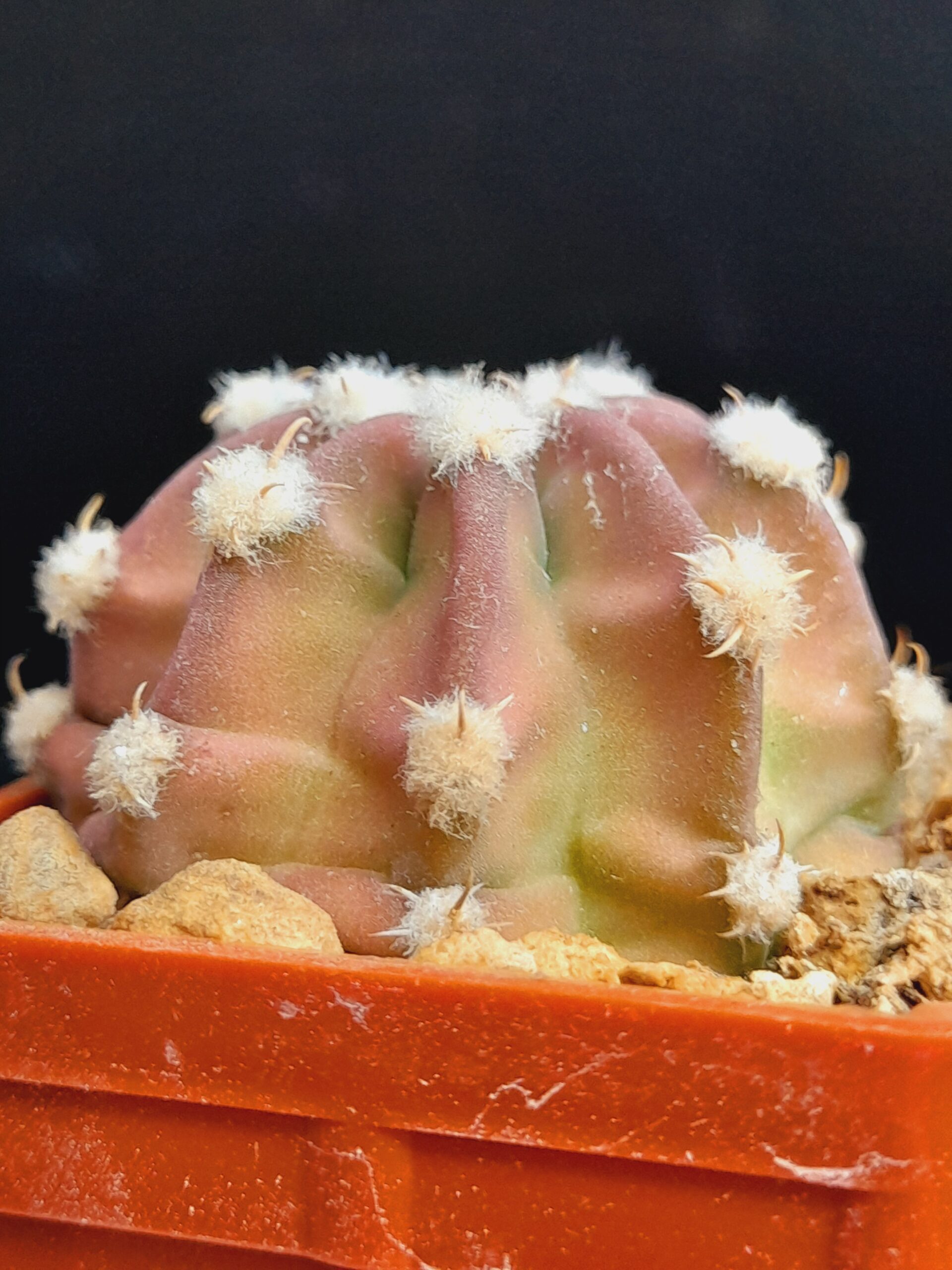 Echinopsis subdenudata f. Fuzzy Navel - pinkish - Image 8