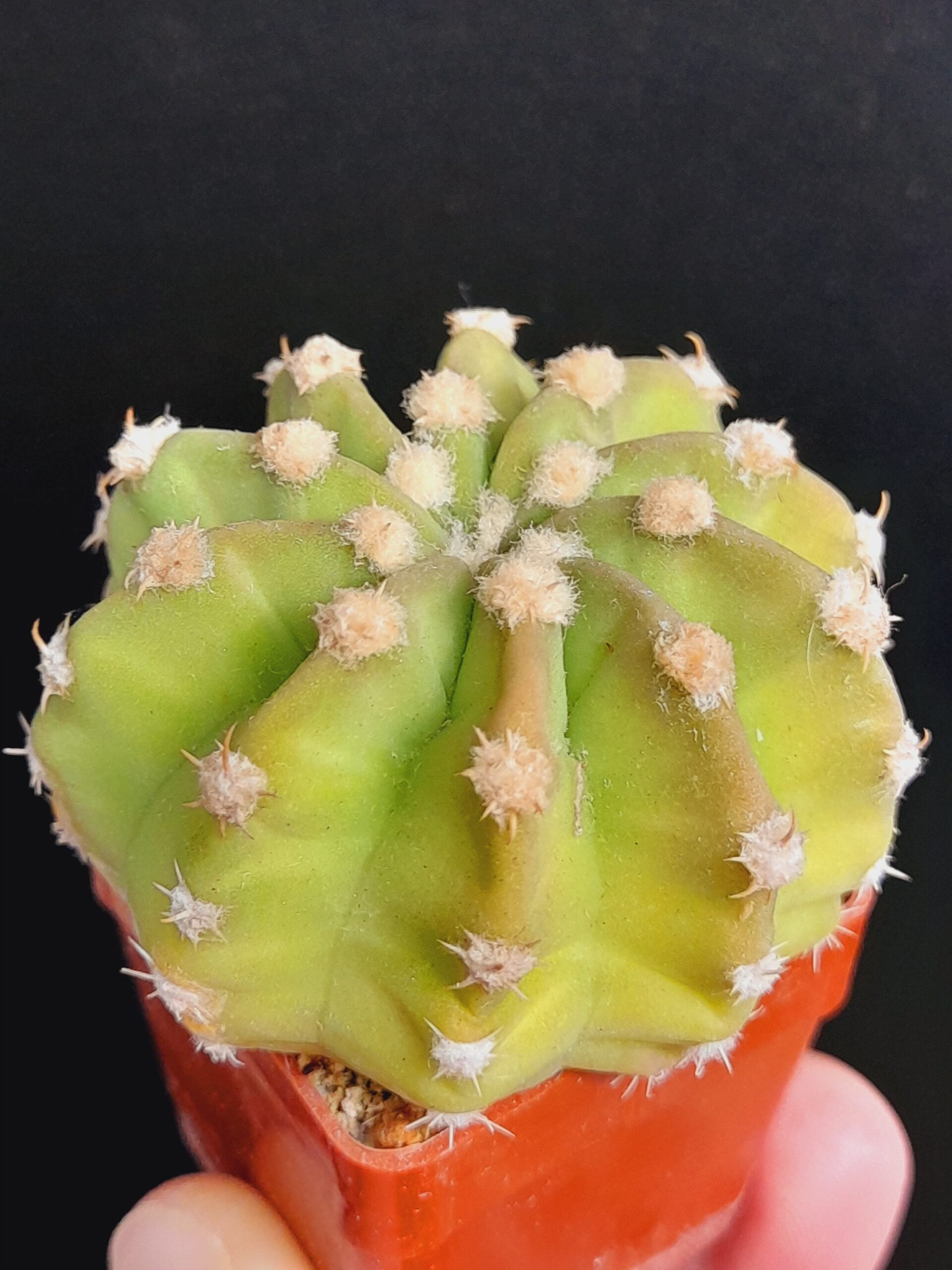 Echinopsis subdenudata - Image 2