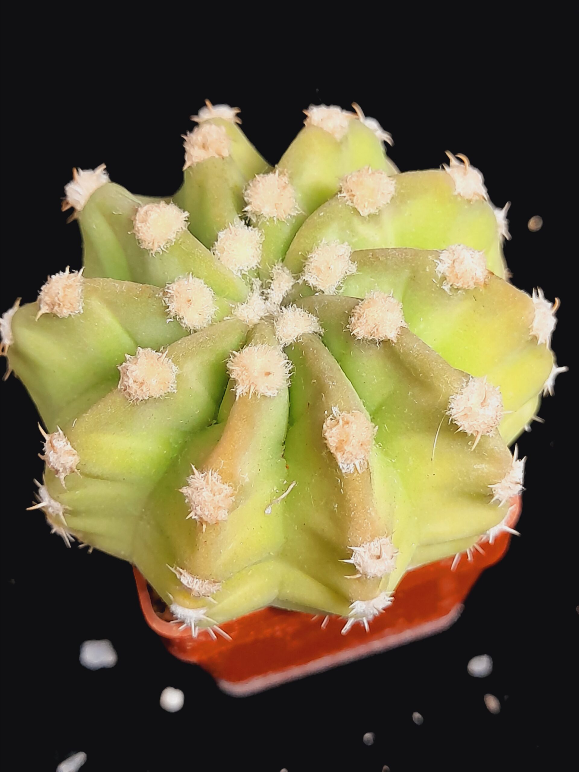 Echinopsis subdenudata - Image 3