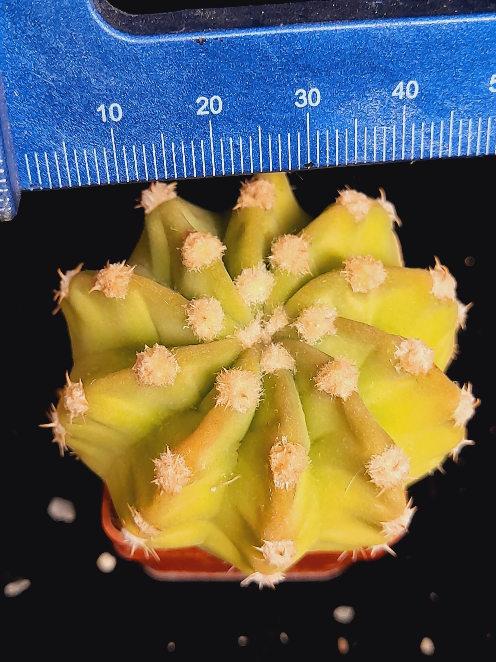 Echinopsis subdenudata - Image 4