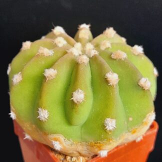 Echinopsis subdenudata