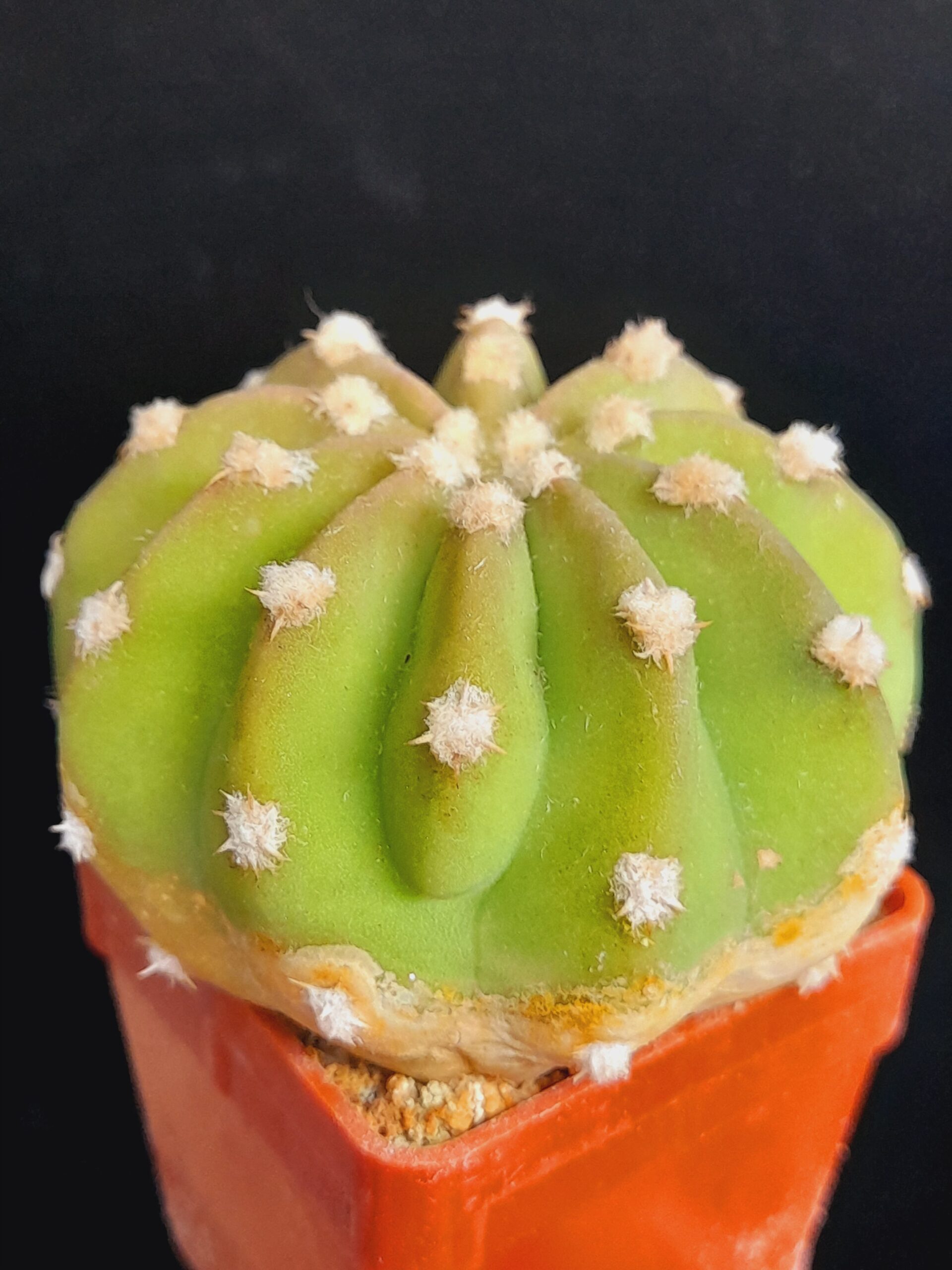 Echinopsis subdenudata