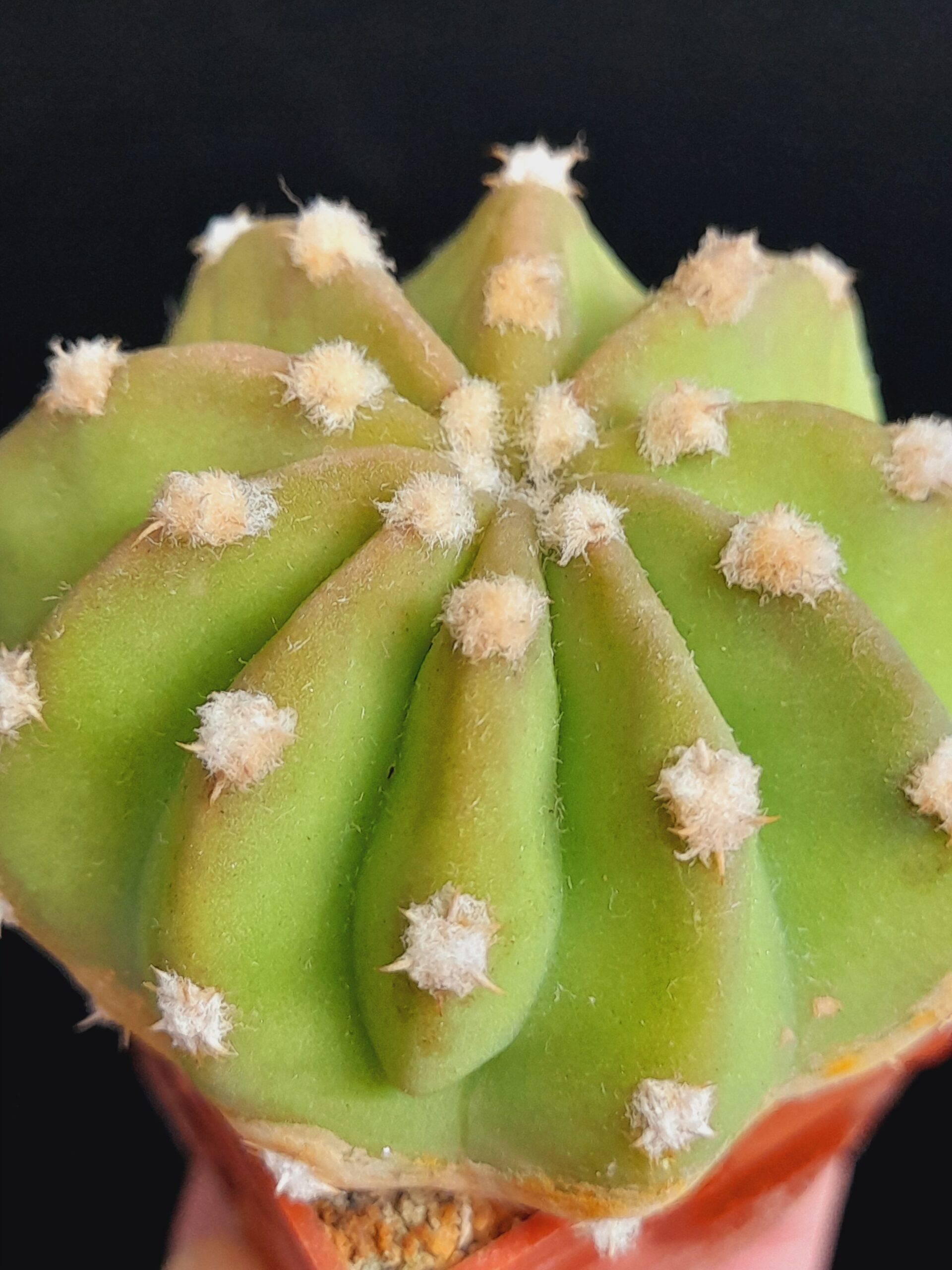 Echinopsis subdenudata - Image 6
