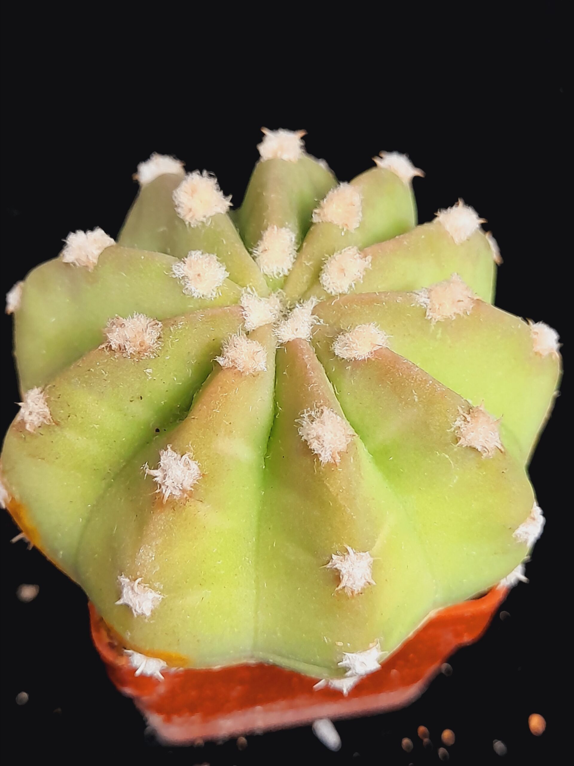 Echinopsis subdenudata - Image 7