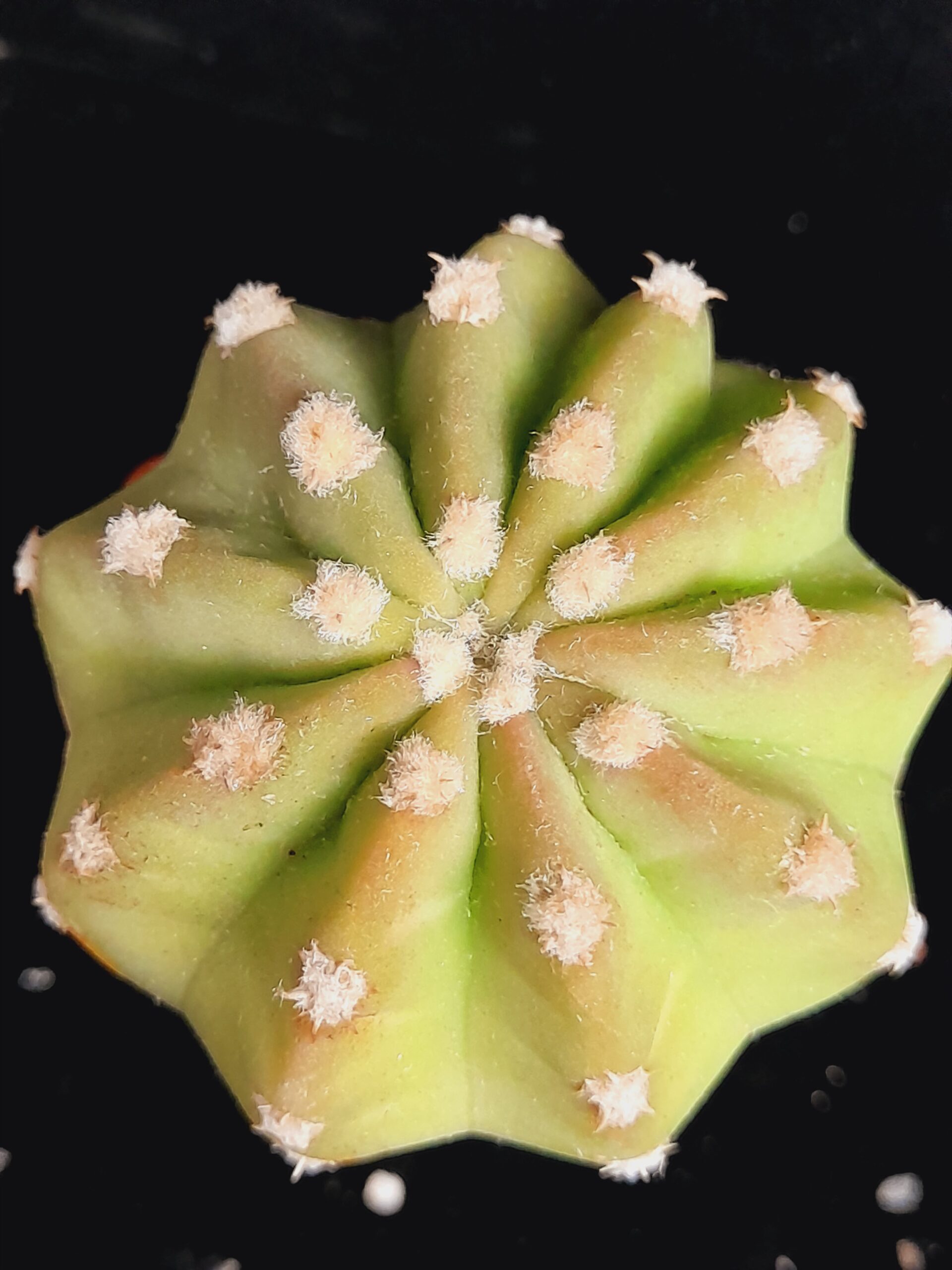 Echinopsis subdenudata - Image 8