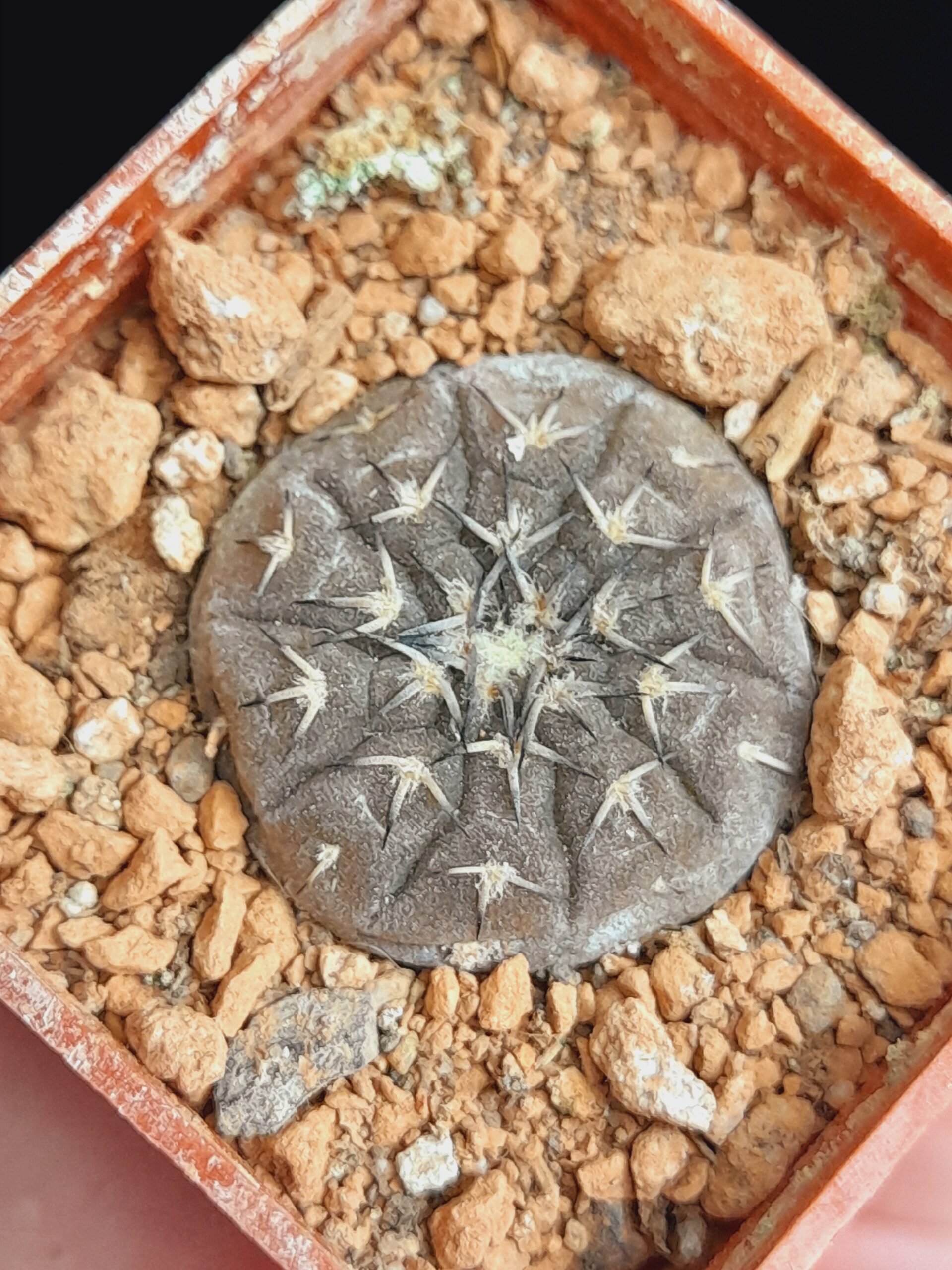 Gymnocalycium platygonum CH1171 - Image 2