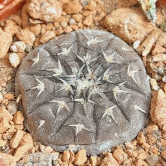 Gymnocalycium platygonum CH1171