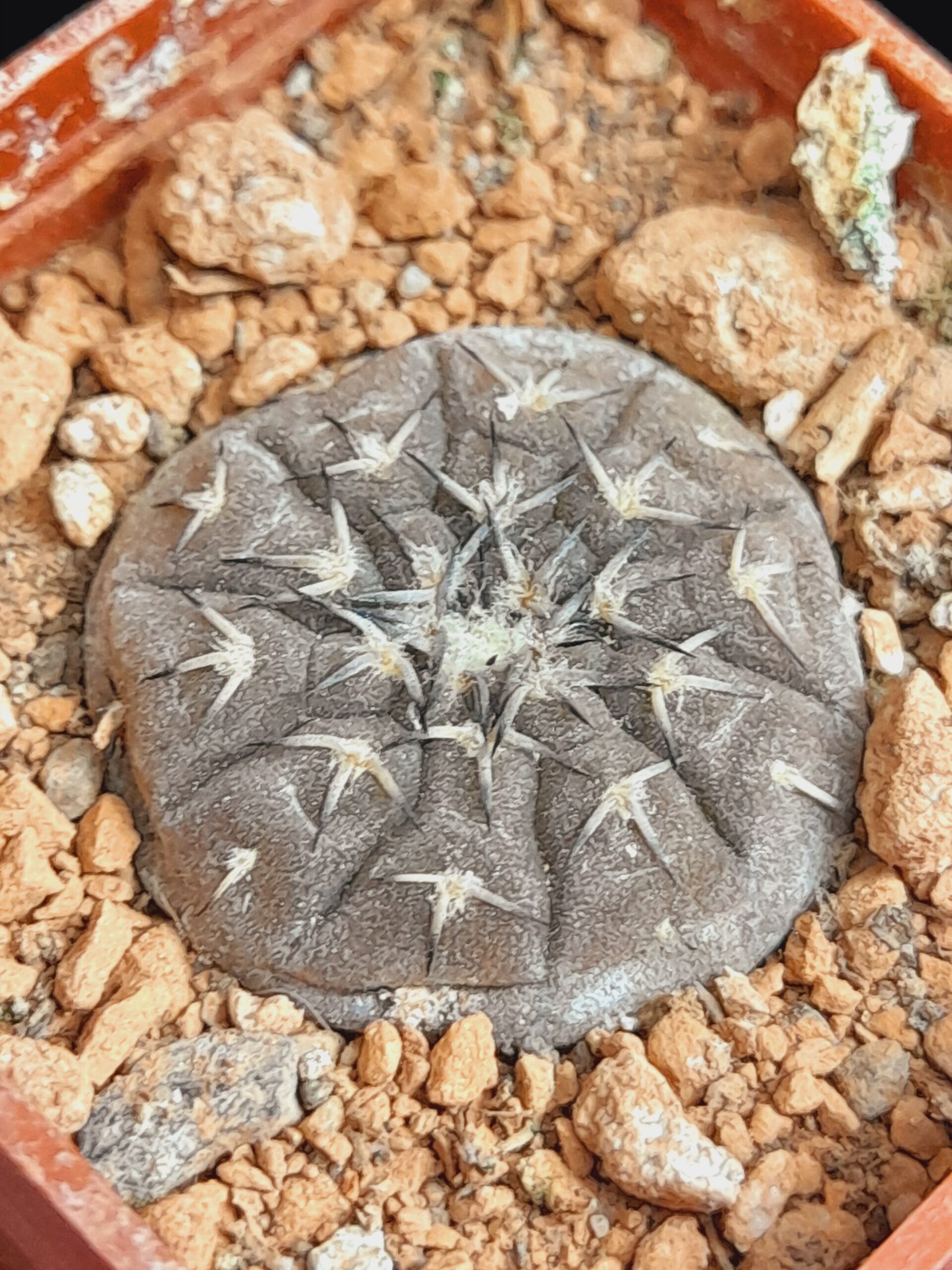 Gymnocalycium platygonum CH1171