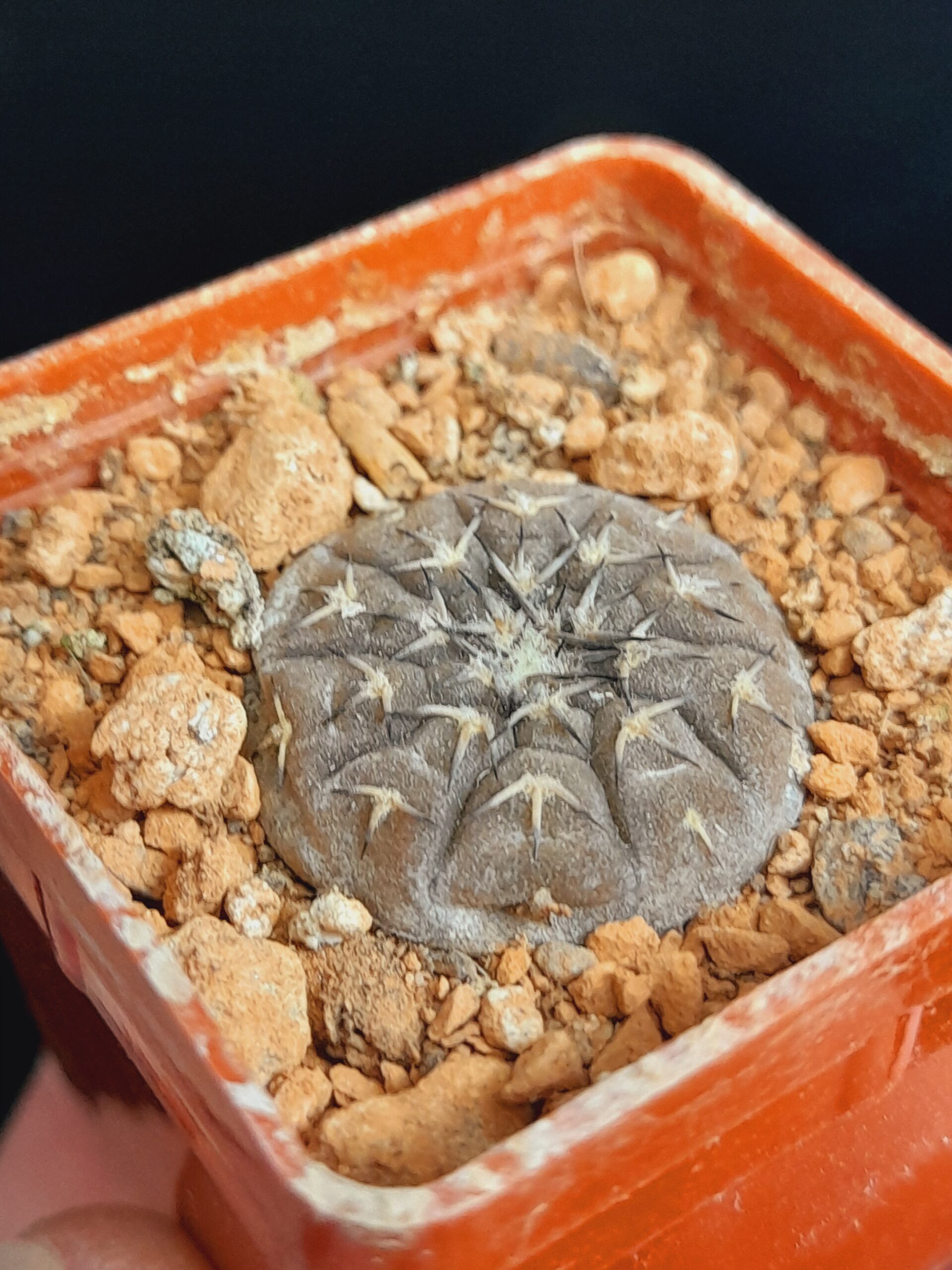Gymnocalycium platygonum CH1171 - Image 4