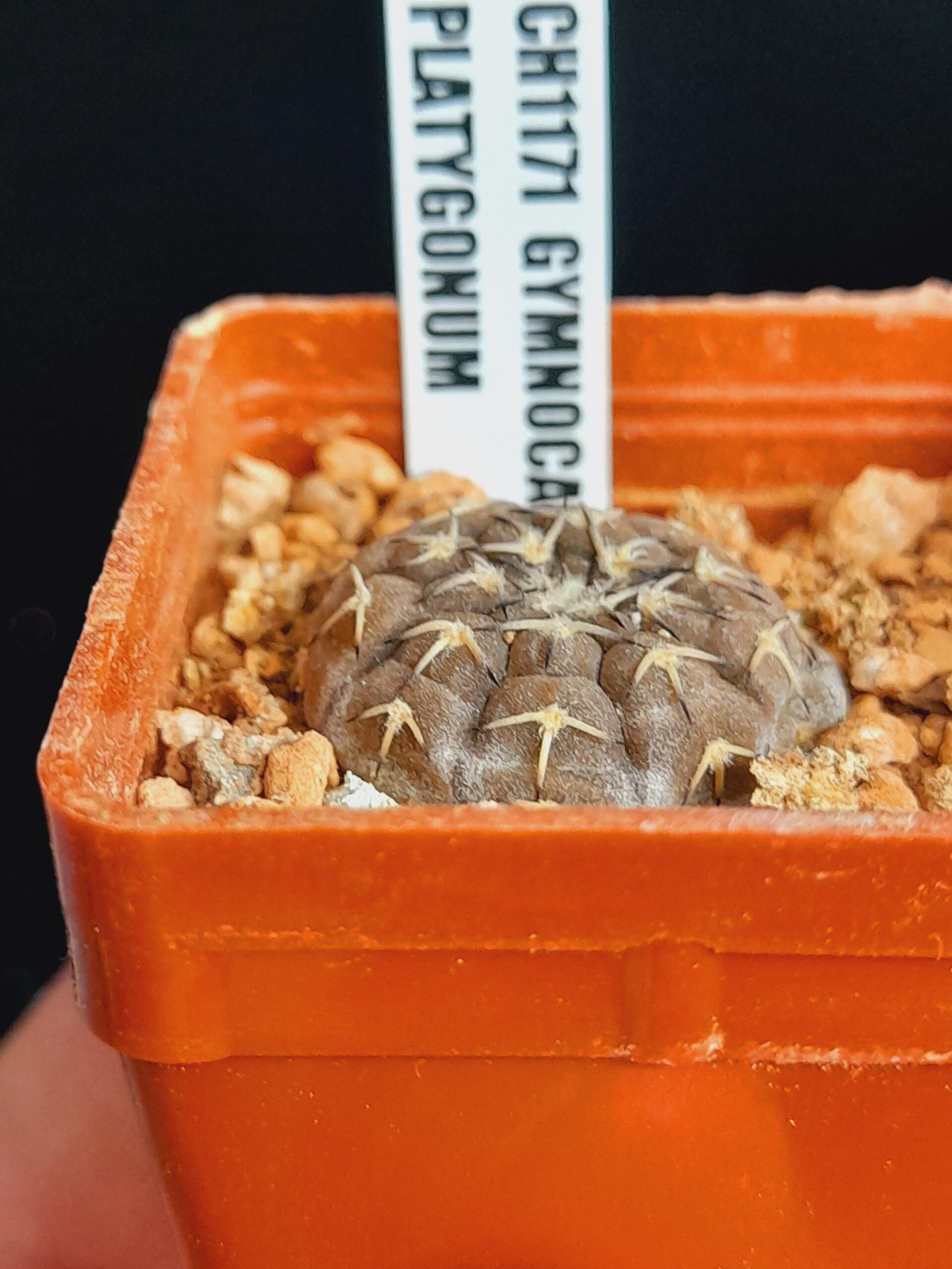 Gymnocalycium platygonum CH1171 - Image 6