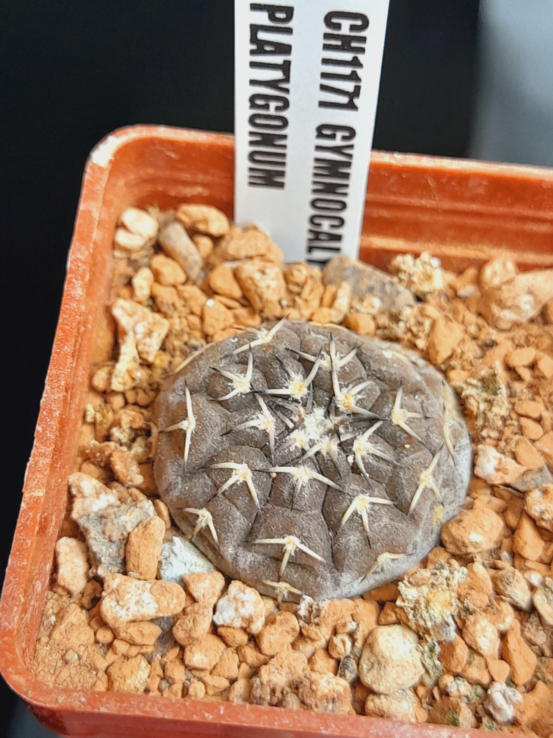 Gymnocalycium platygonum CH1171 - Image 7