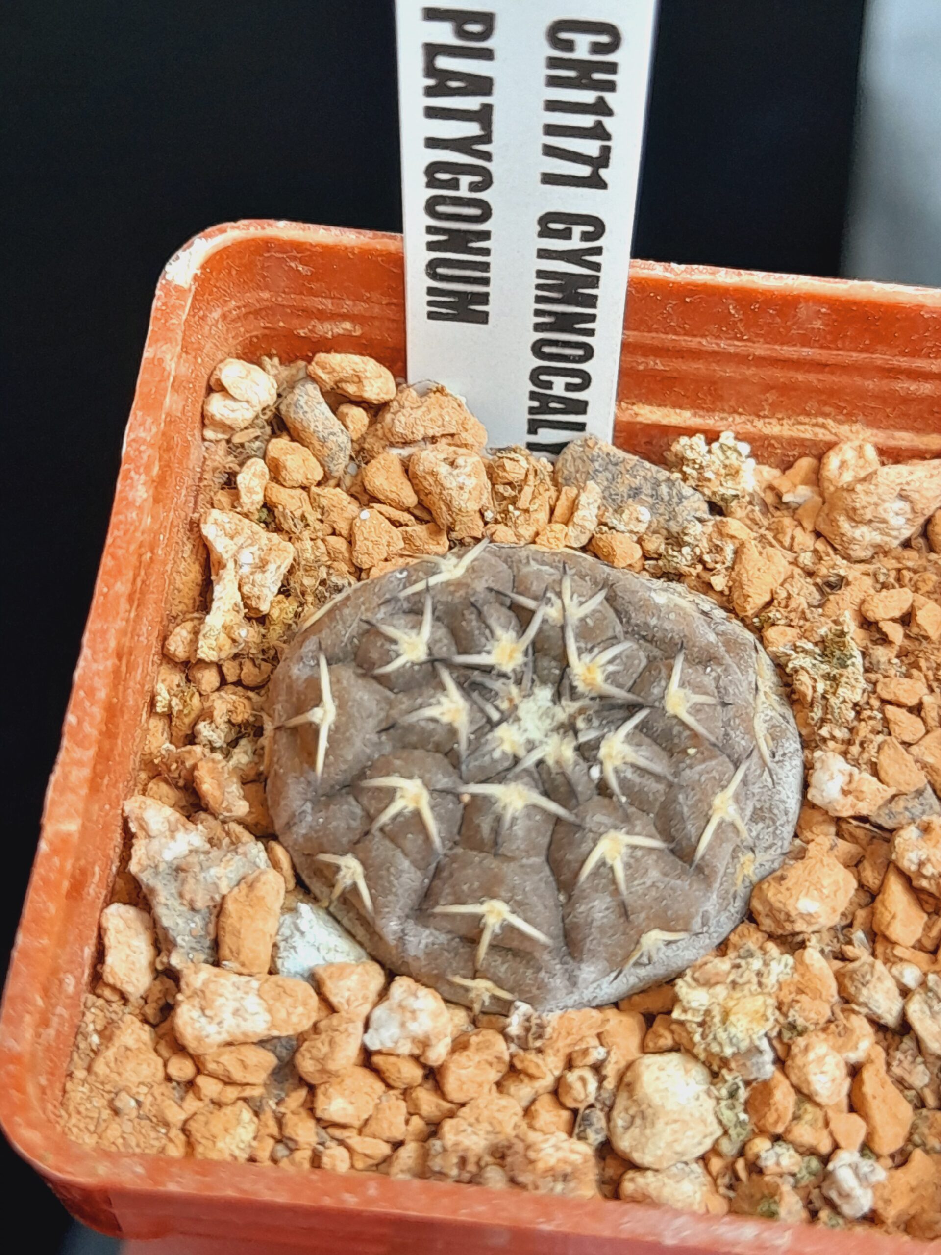 Gymnocalycium platygonum CH1171 - Image 8