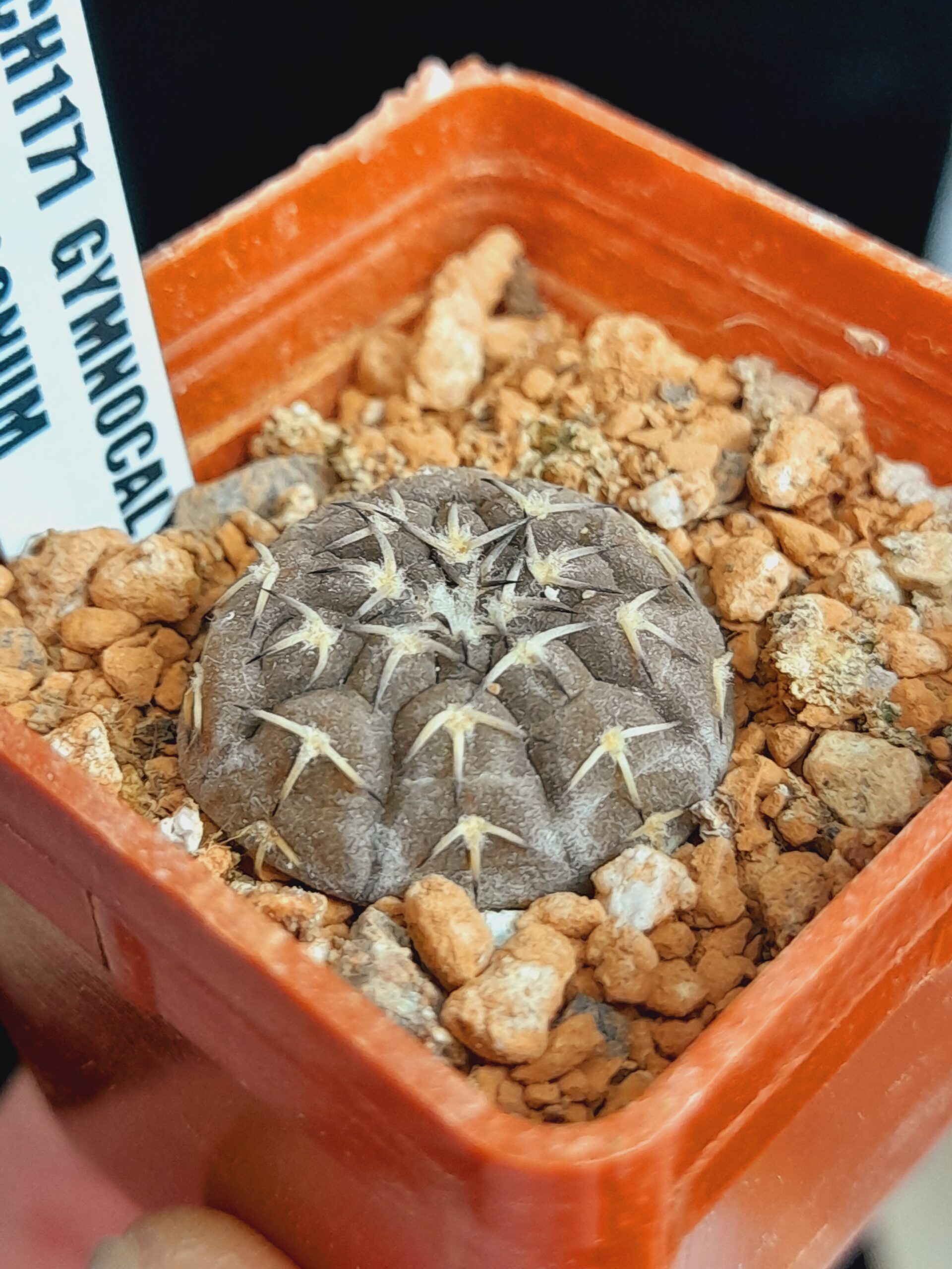 Gymnocalycium platygonum CH1171 - Image 9