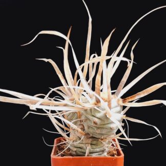 Tephrocactus articulatus var. papyracanthus