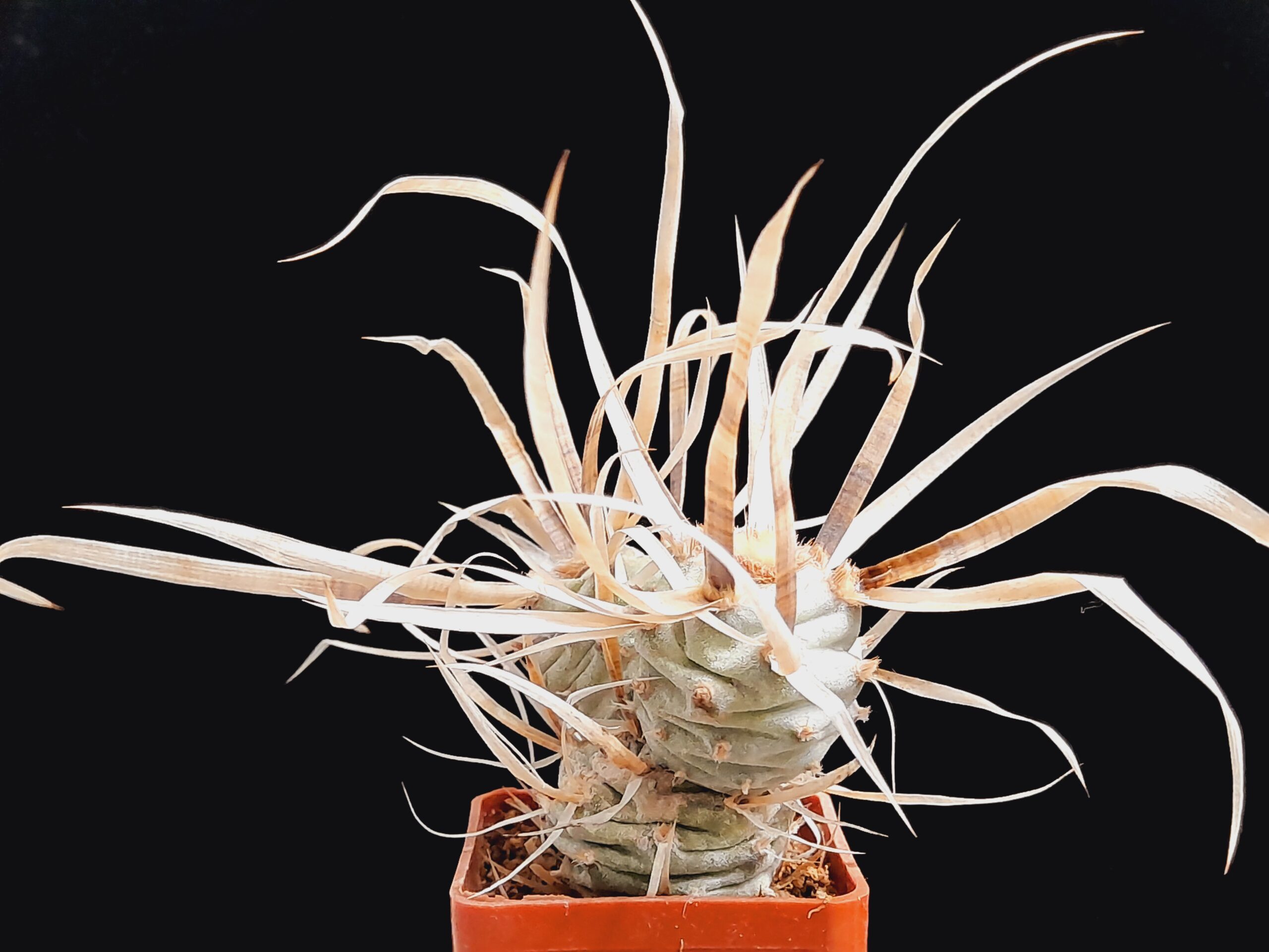 Tephrocactus articulatus var. papyracanthus