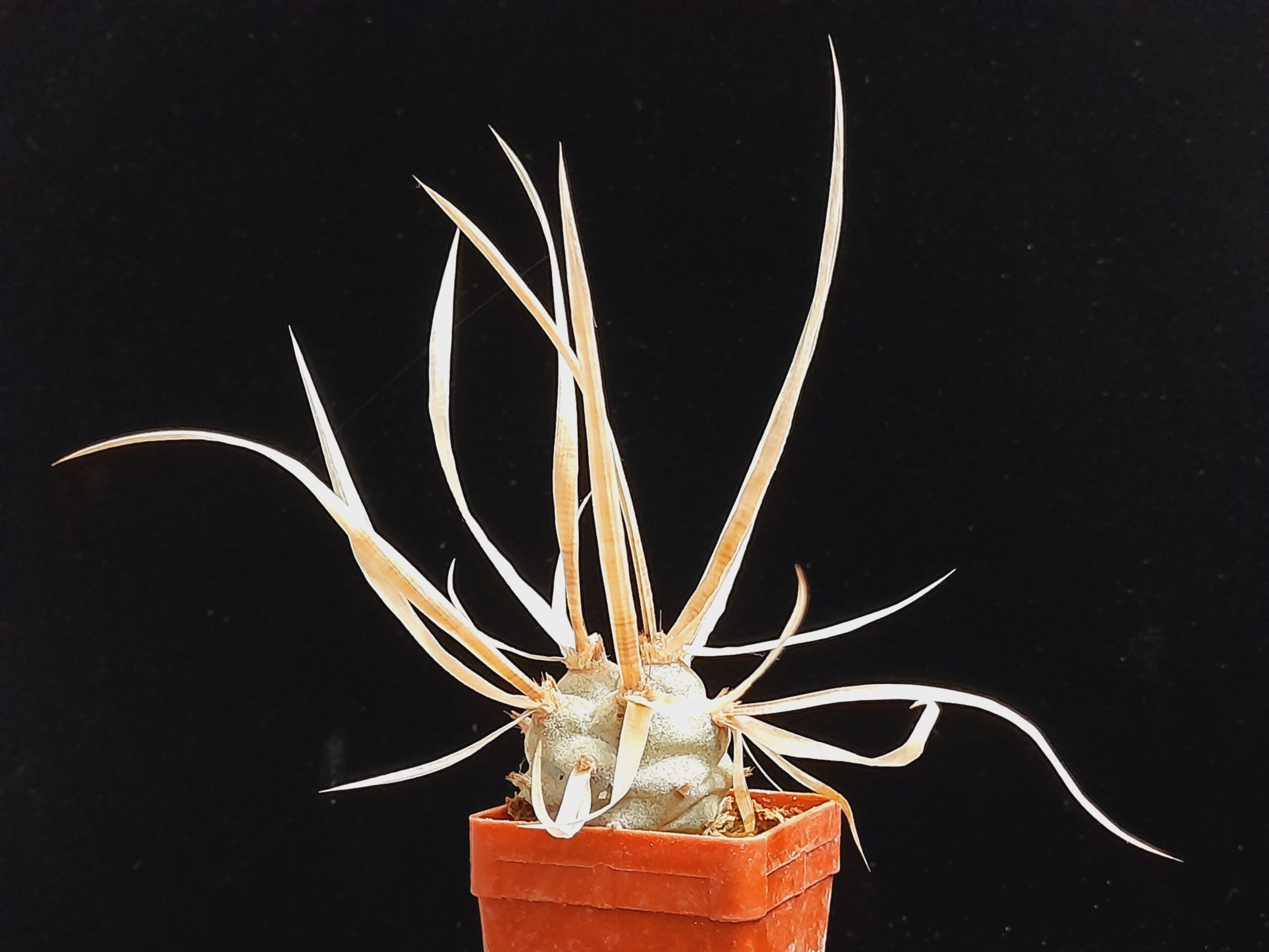 Tephrocactus articulatus var. papyracanthus - Image 3