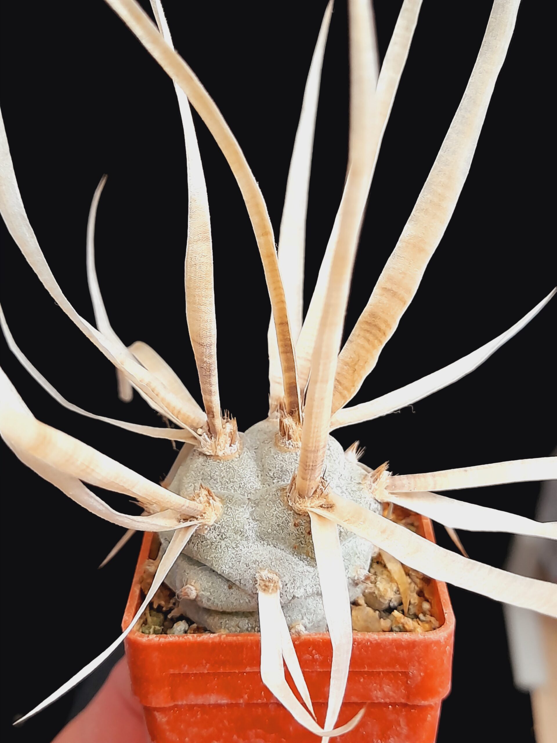 Tephrocactus articulatus var. papyracanthus - Image 4