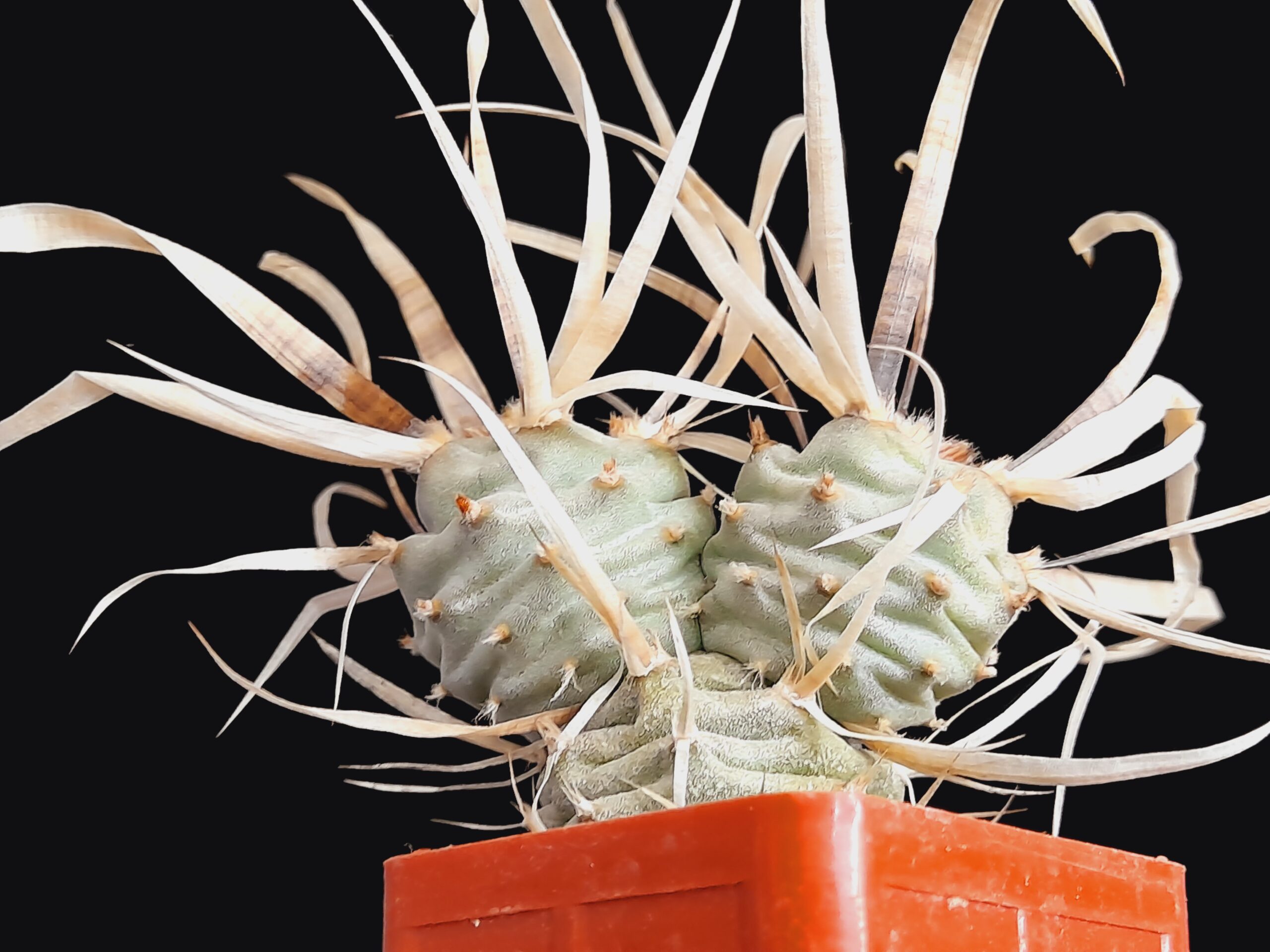 Tephrocactus articulatus var. papyracanthus - Image 5