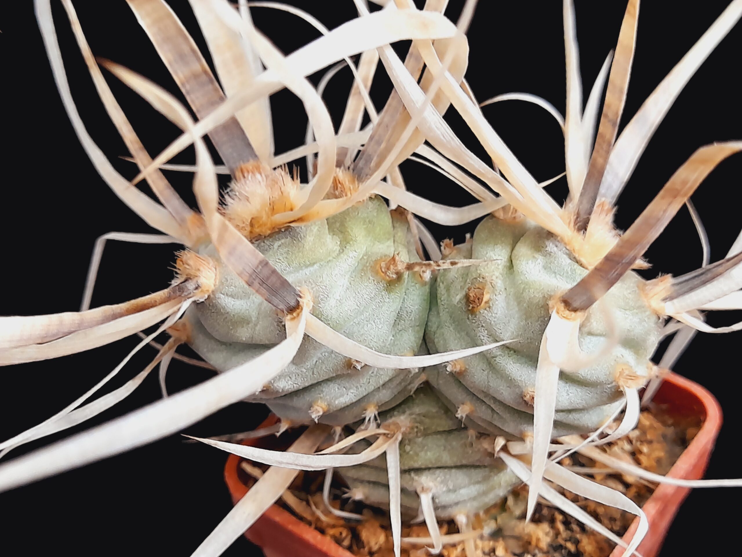 Tephrocactus articulatus var. papyracanthus - Image 6
