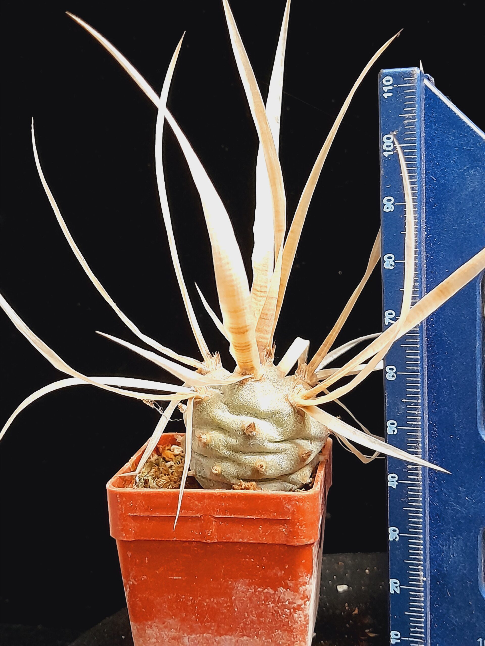 Tephrocactus articulatus var. papyracanthus - Image 7