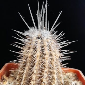 Setiechinopsis mirabilis