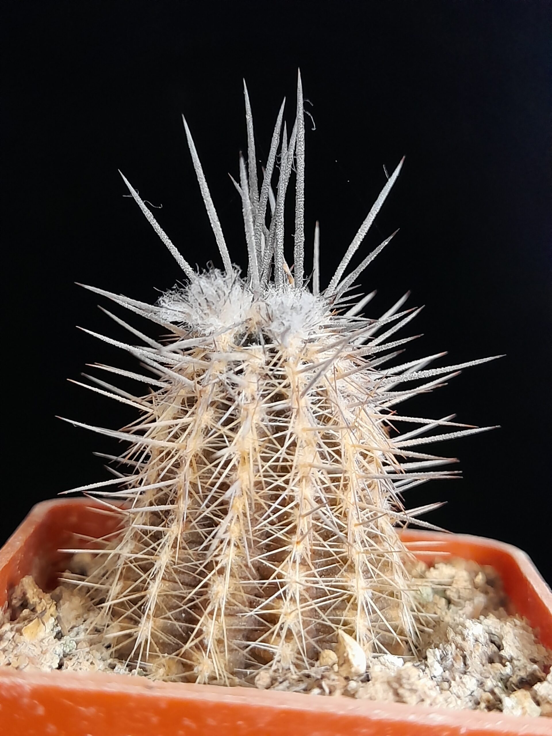 Setiechinopsis mirabilis