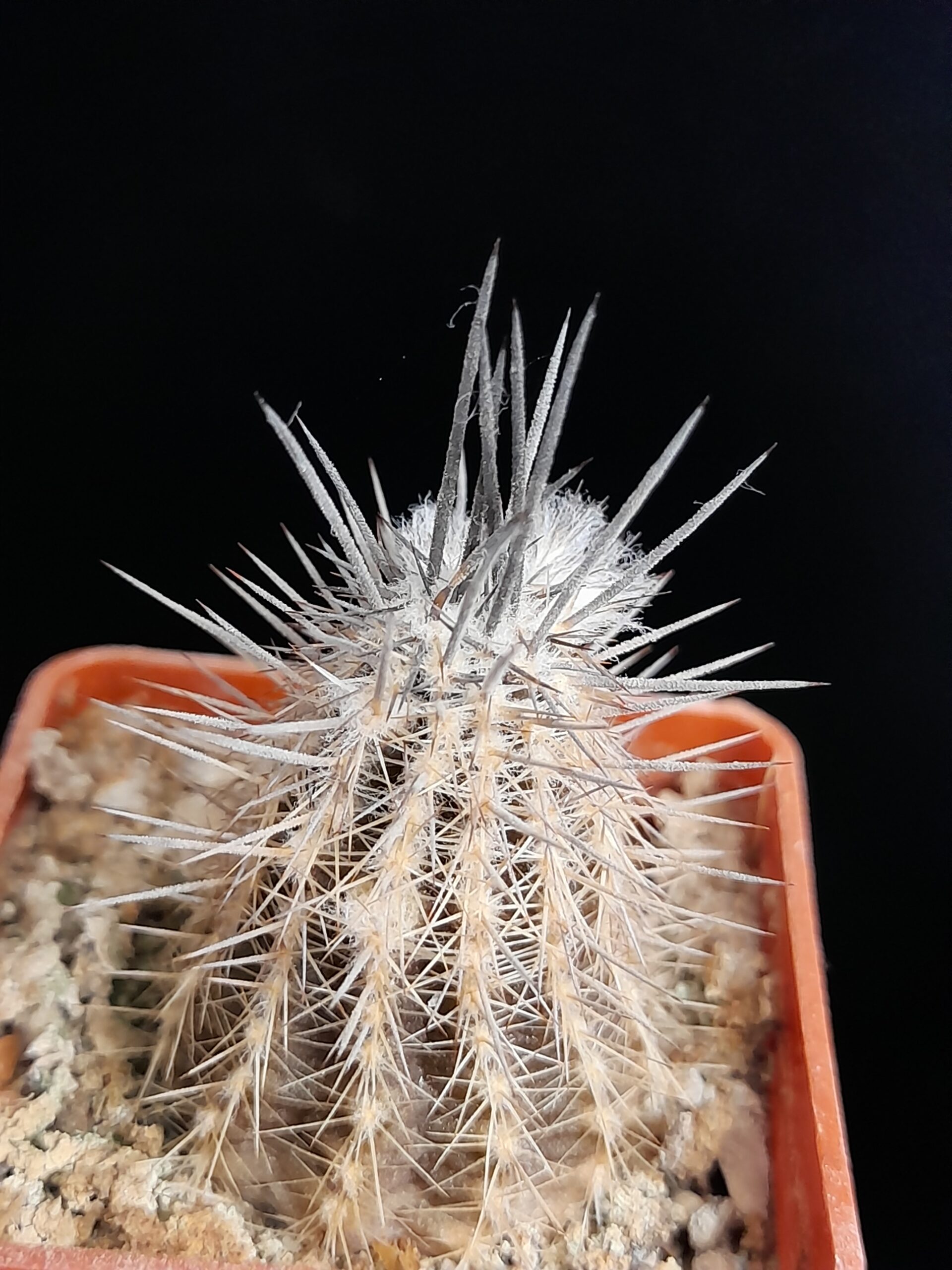 Setiechinopsis mirabilis - Image 5