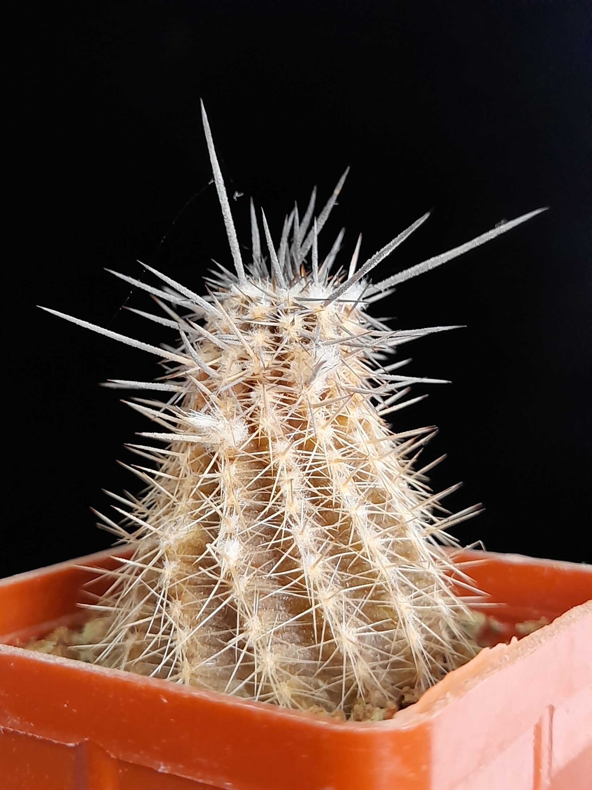 Setiechinopsis mirabilis - Image 4
