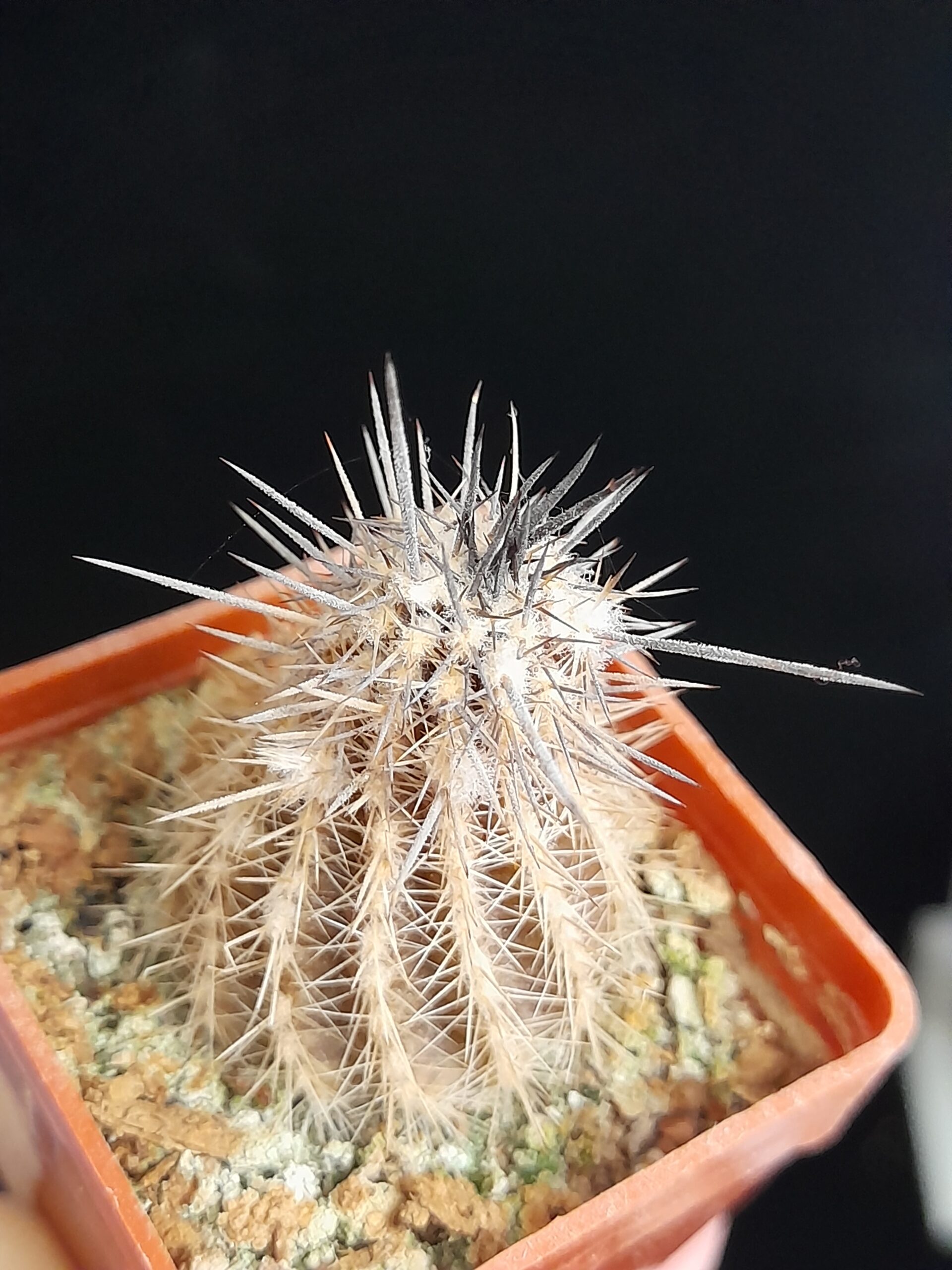 Setiechinopsis mirabilis - Image 6