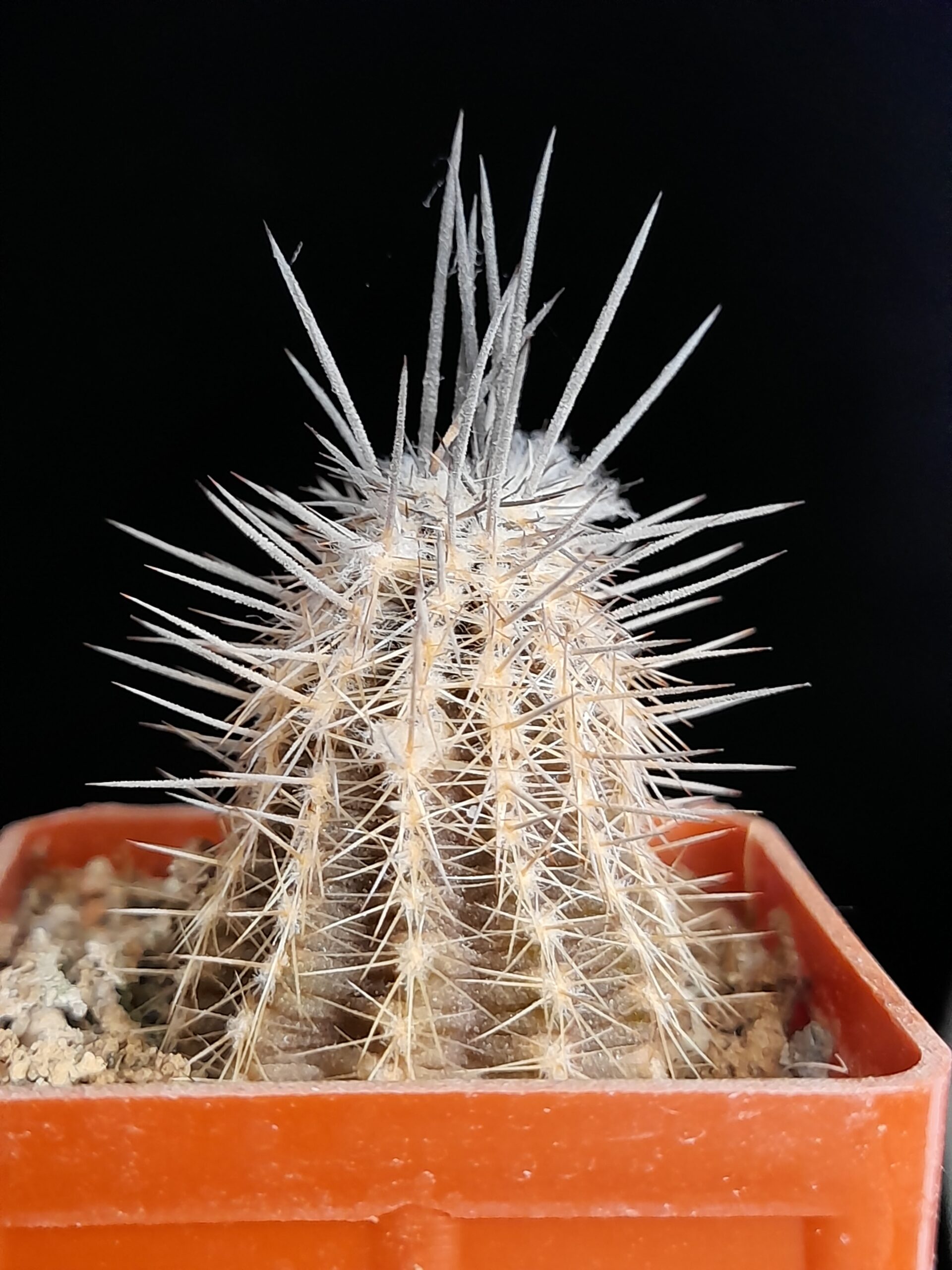 Setiechinopsis mirabilis - Image 3